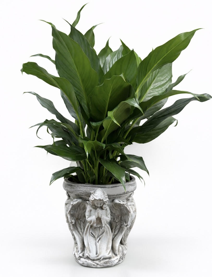Praying Angel Pot With Peace lily Flower Bouquet