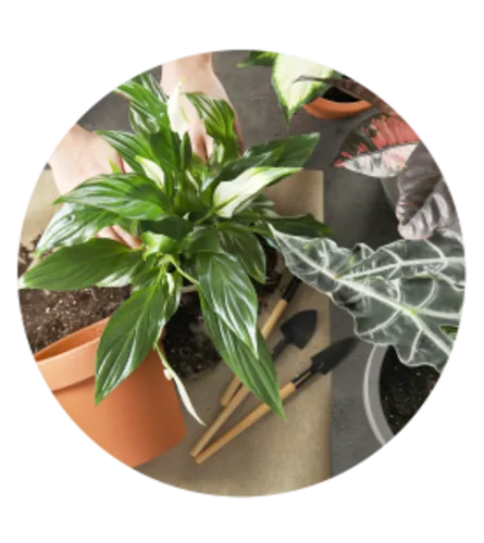 Florist Choice Plant For Any Occasion Flower Bouquet