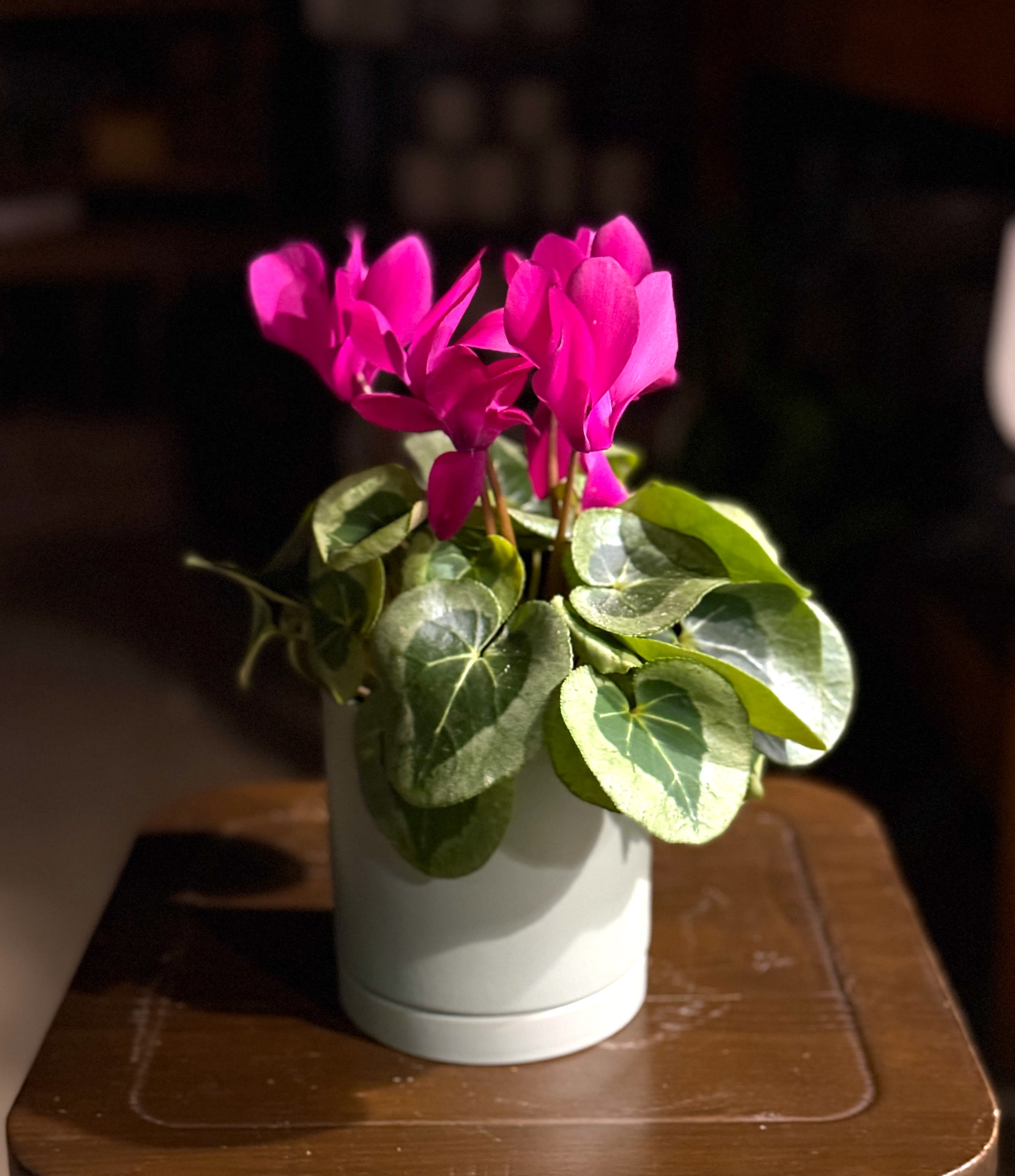 Cyclamen