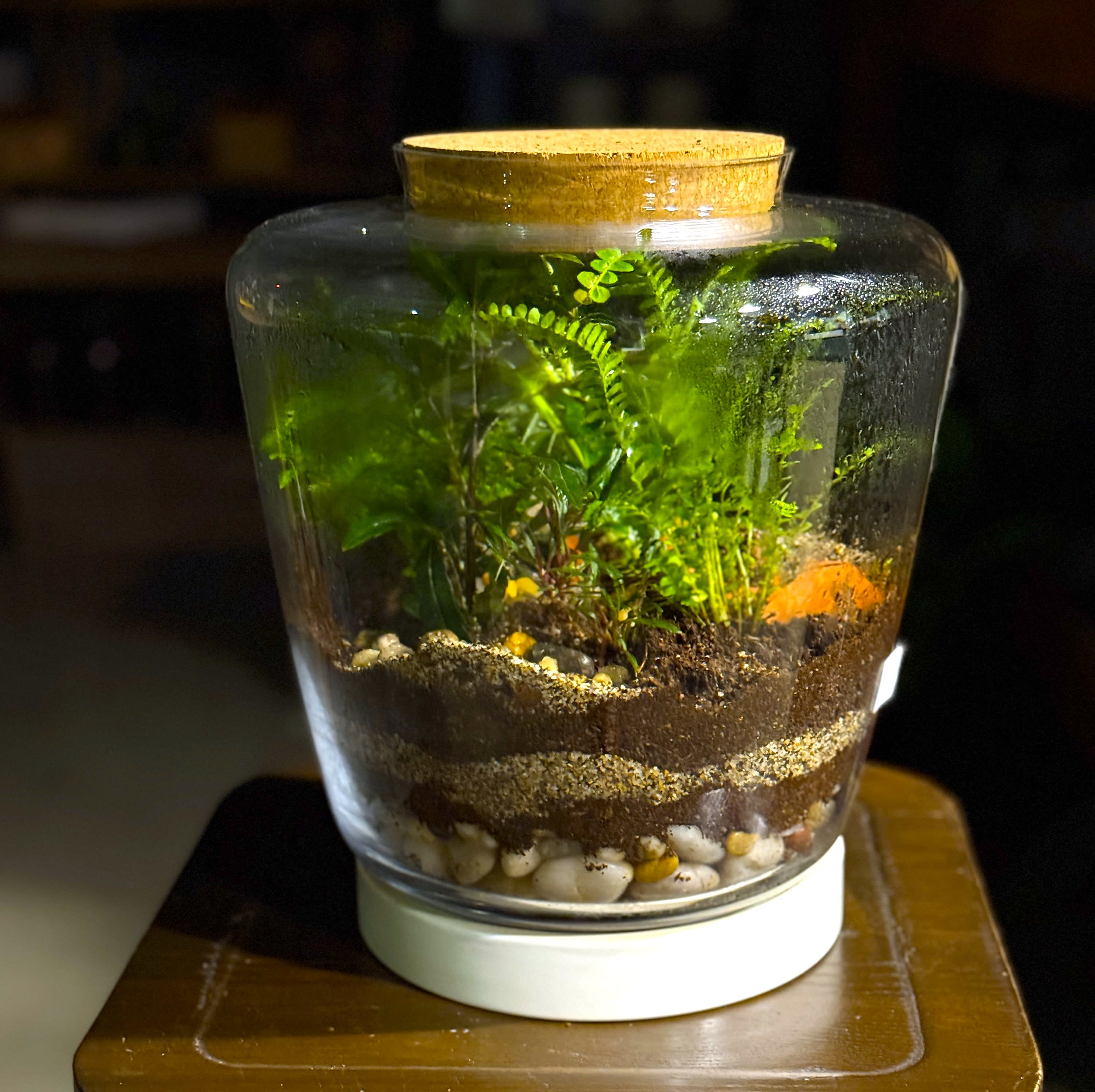 Plant Terrarium