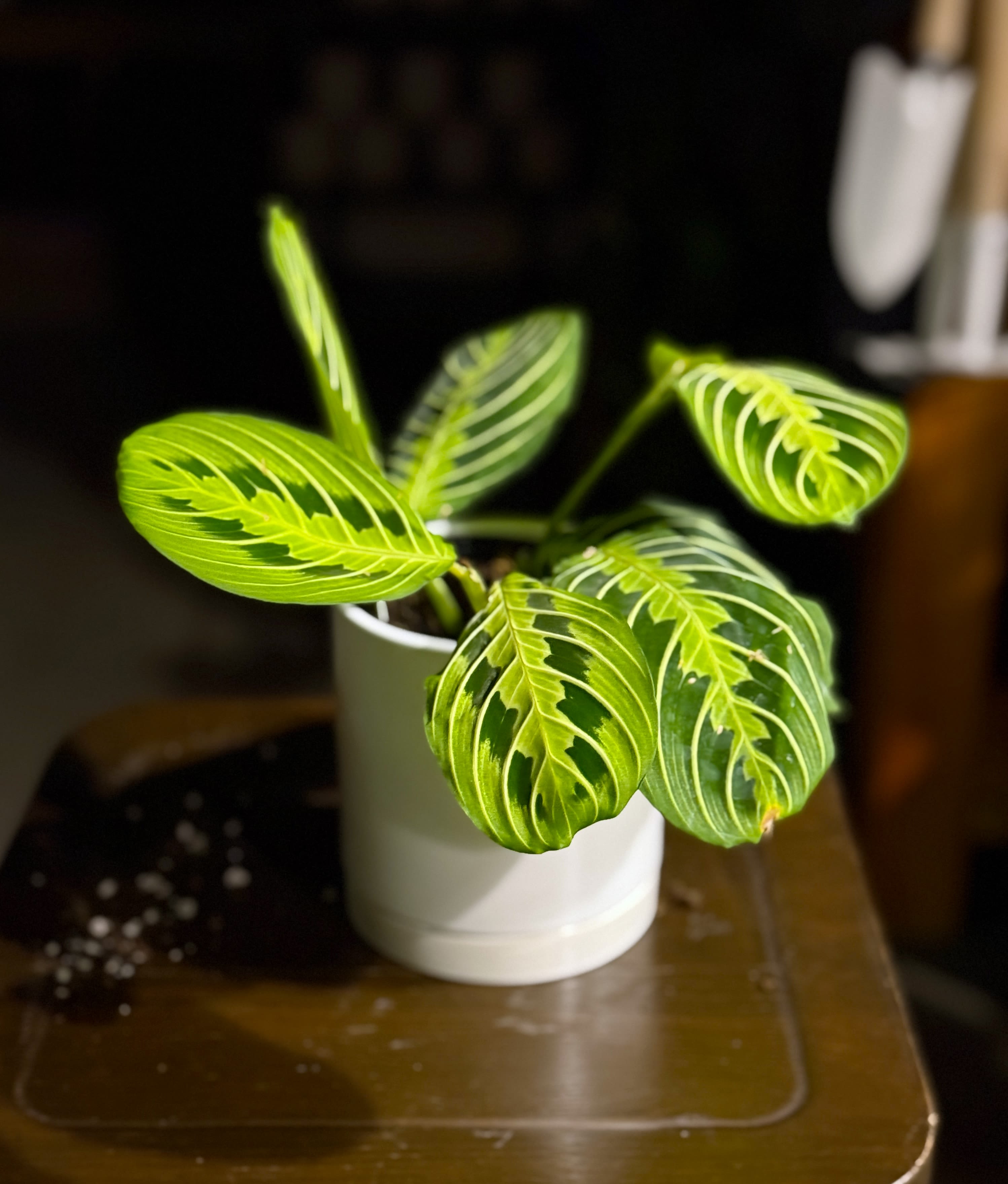Calathea Prayer