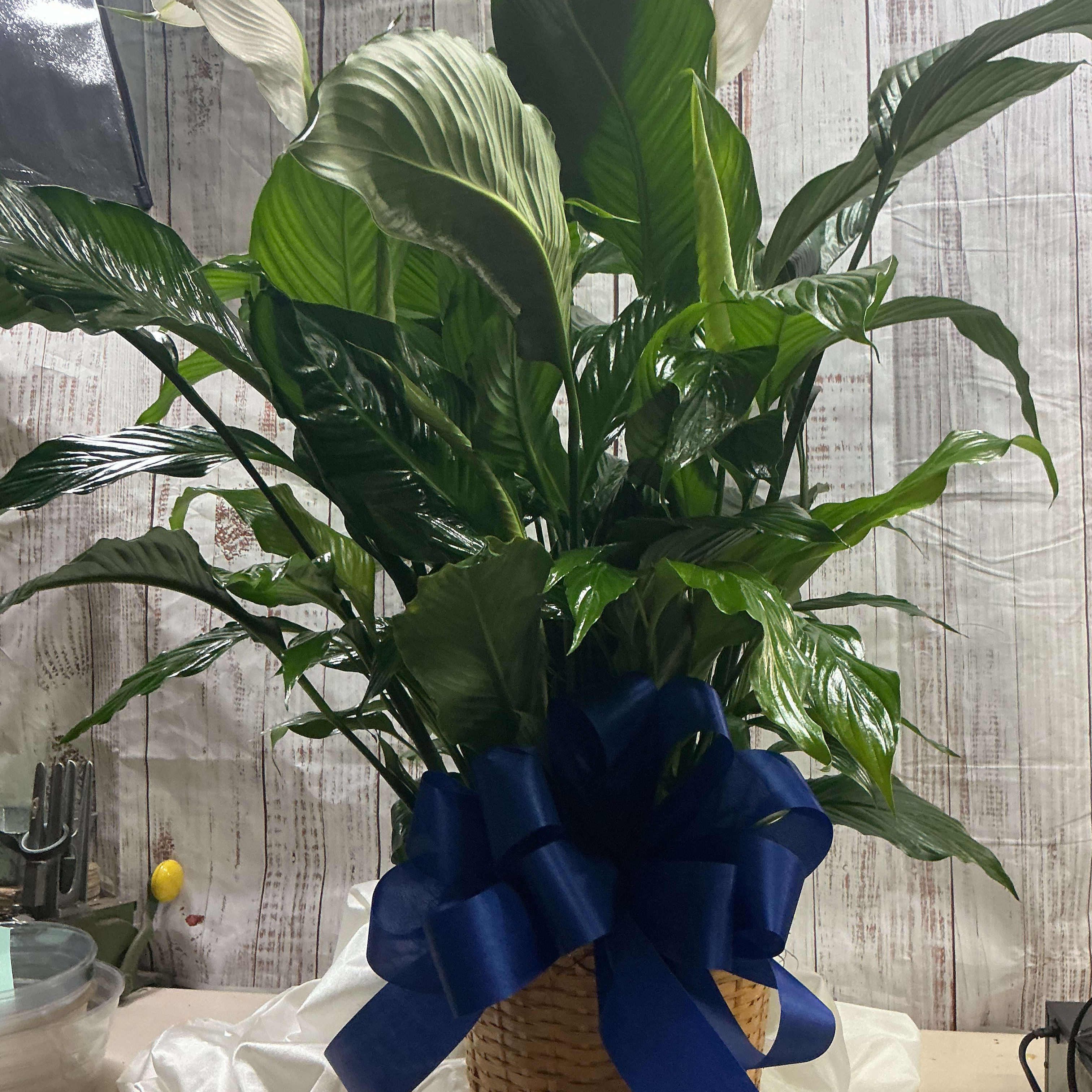 peace lily plant Flower Bouquet