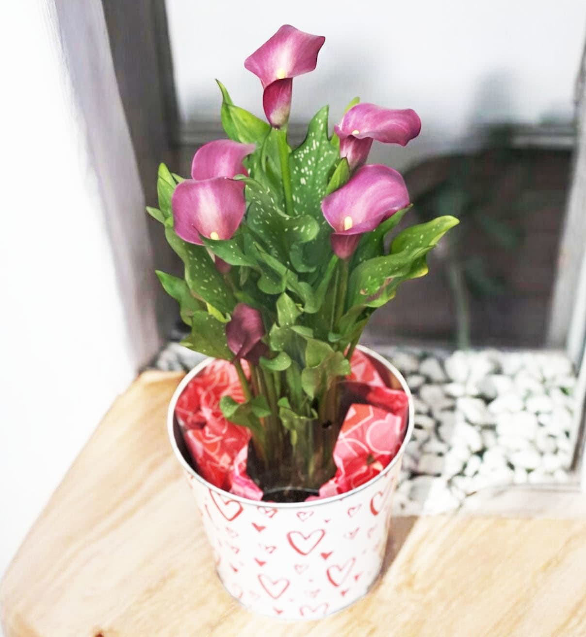 Potted Calla Lily