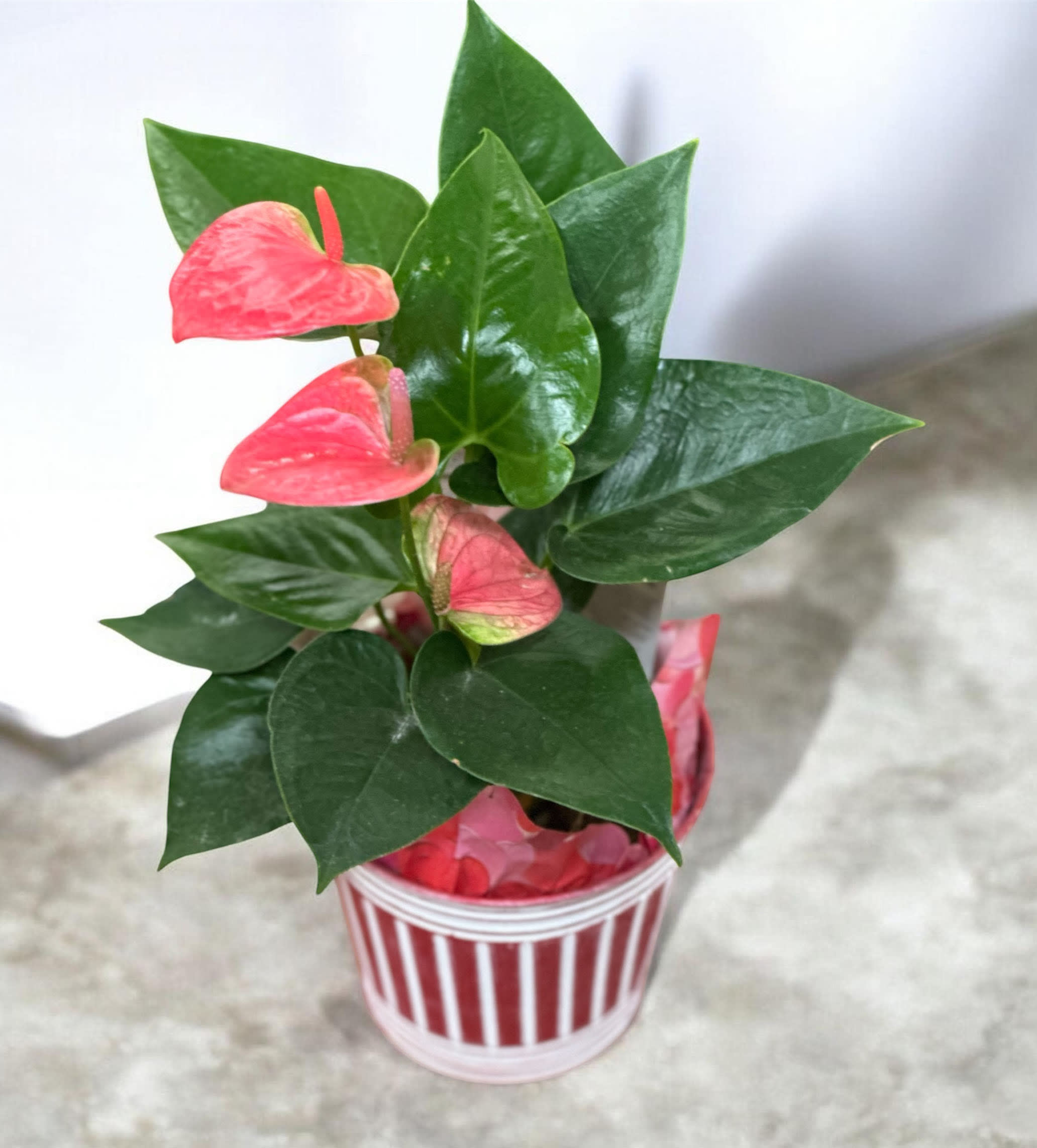 Valentine's Potted Anthurium