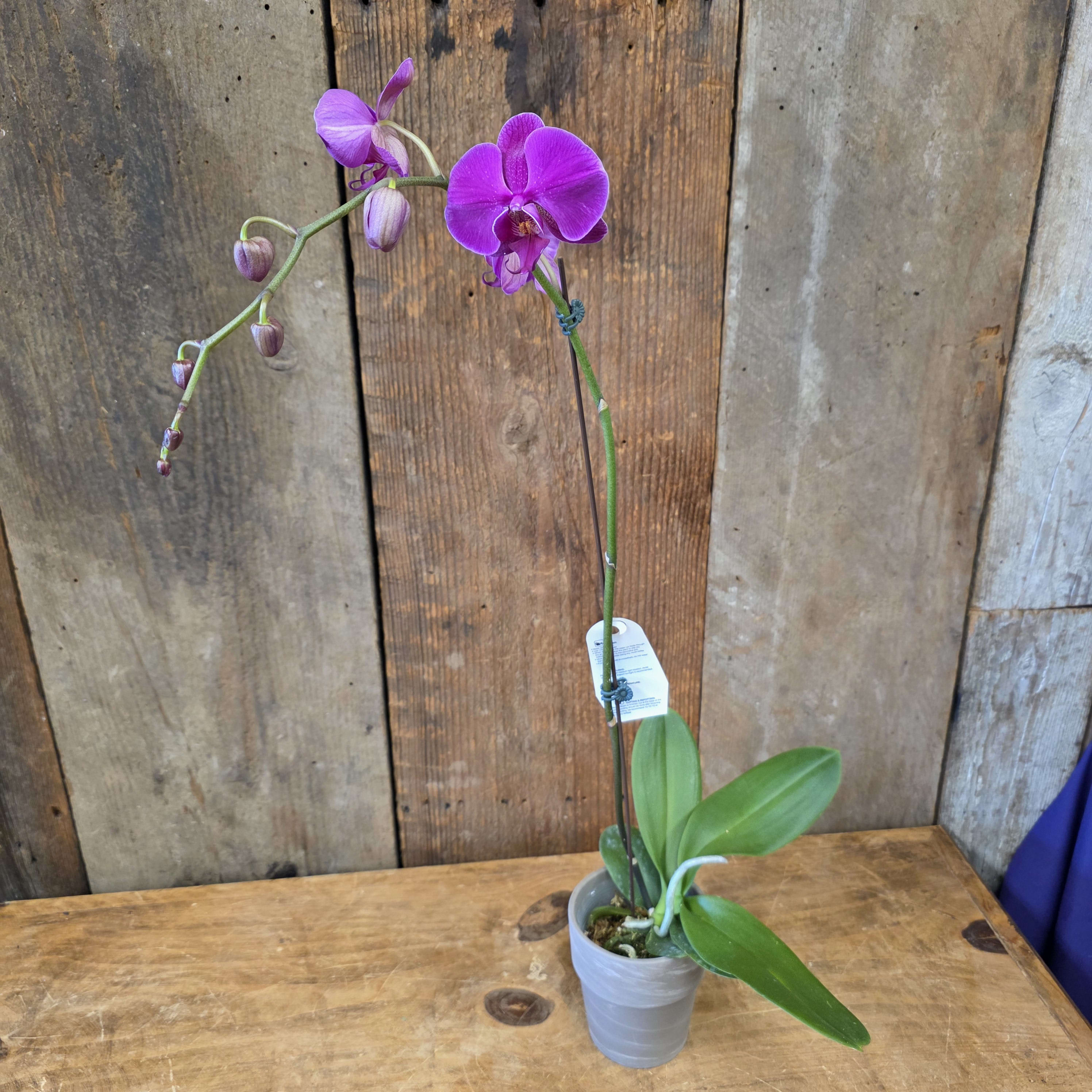 LIVE Purple Orchid LLO