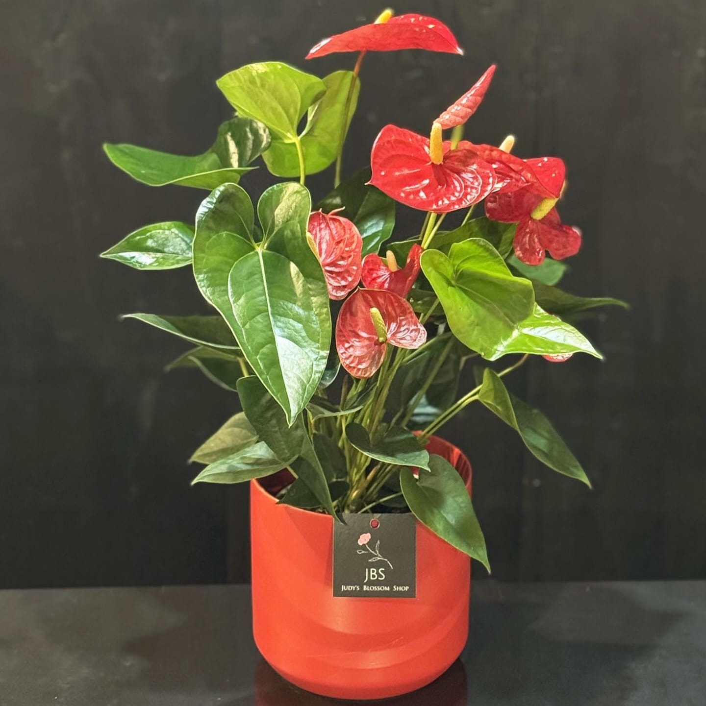 Anthurium Planter Flower Bouquet
