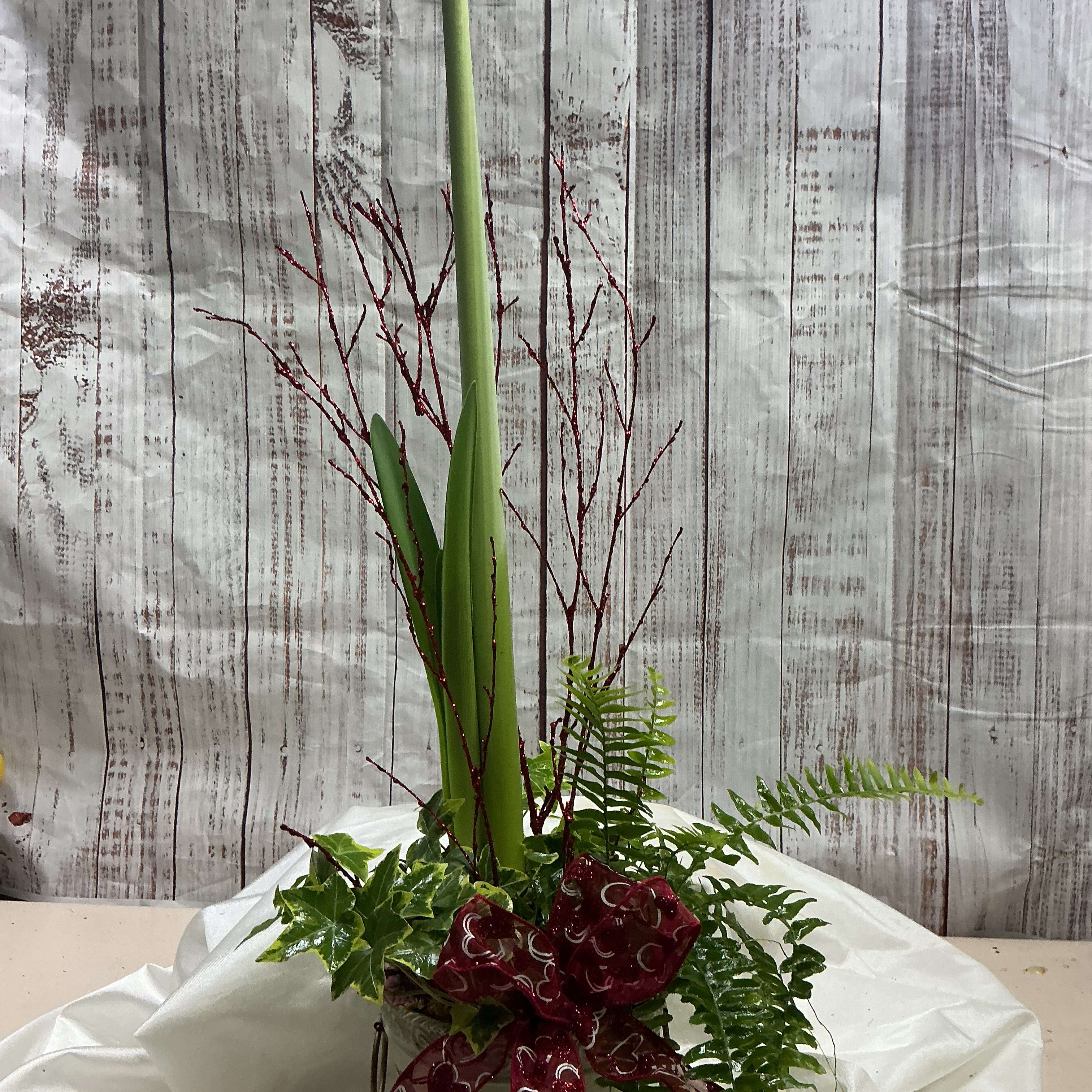 Amaryllis Garden Flower Bouquet