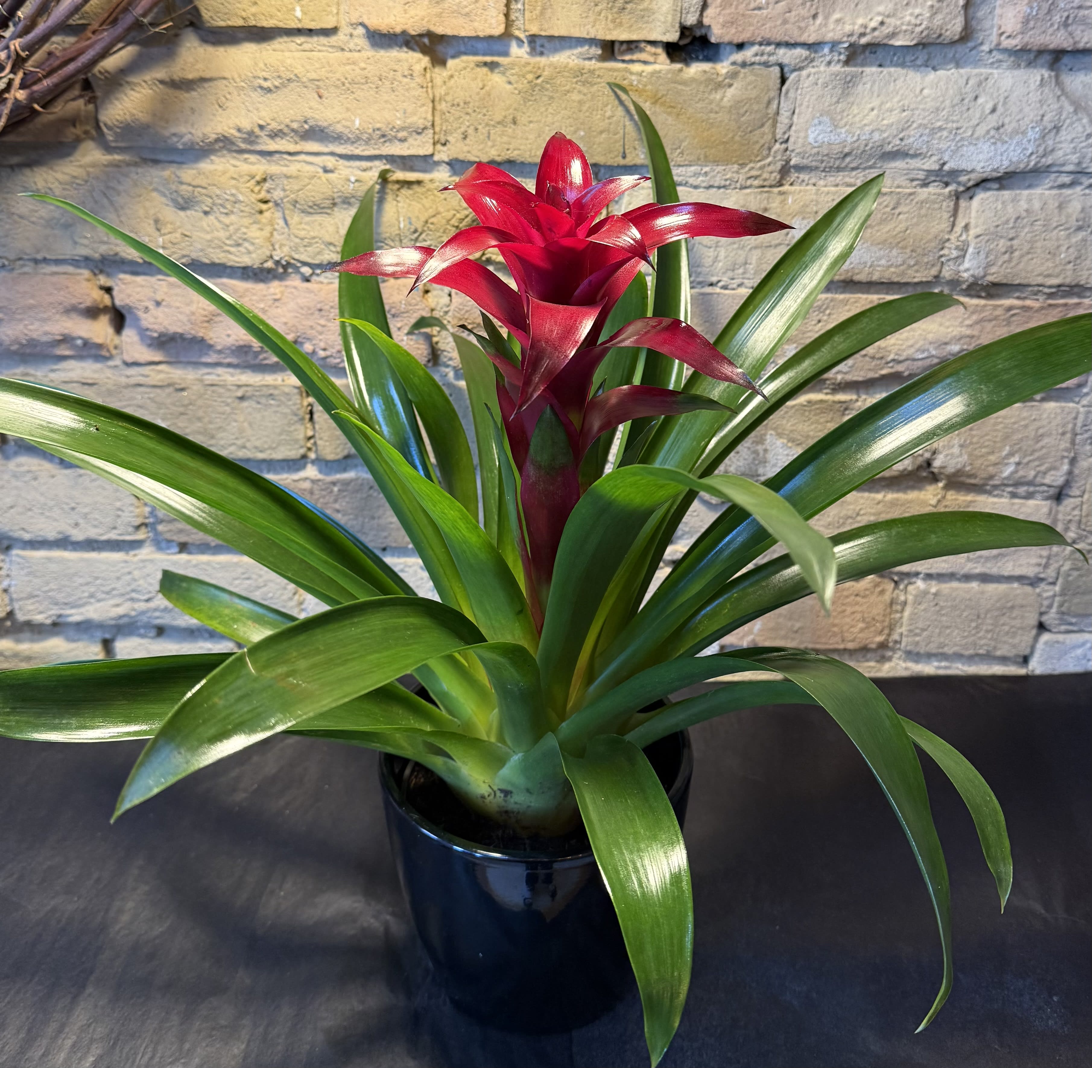 Burgundy Bromeliad in Ceramic Pot