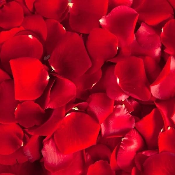 Red Faith Rose Petals