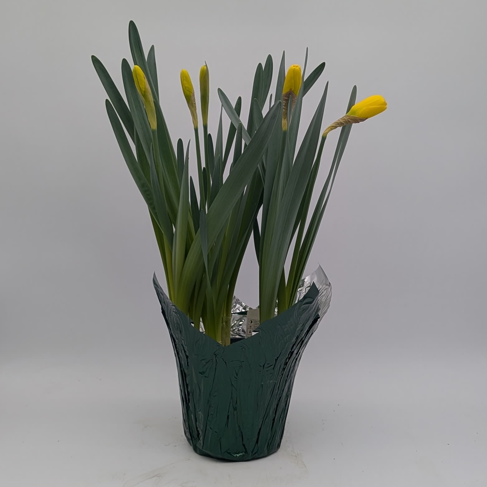 Spring Tulips Plant Flower Bouquet