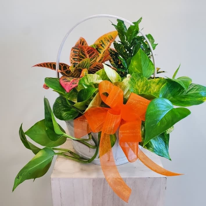 Pothos Planter Flower Bouquet