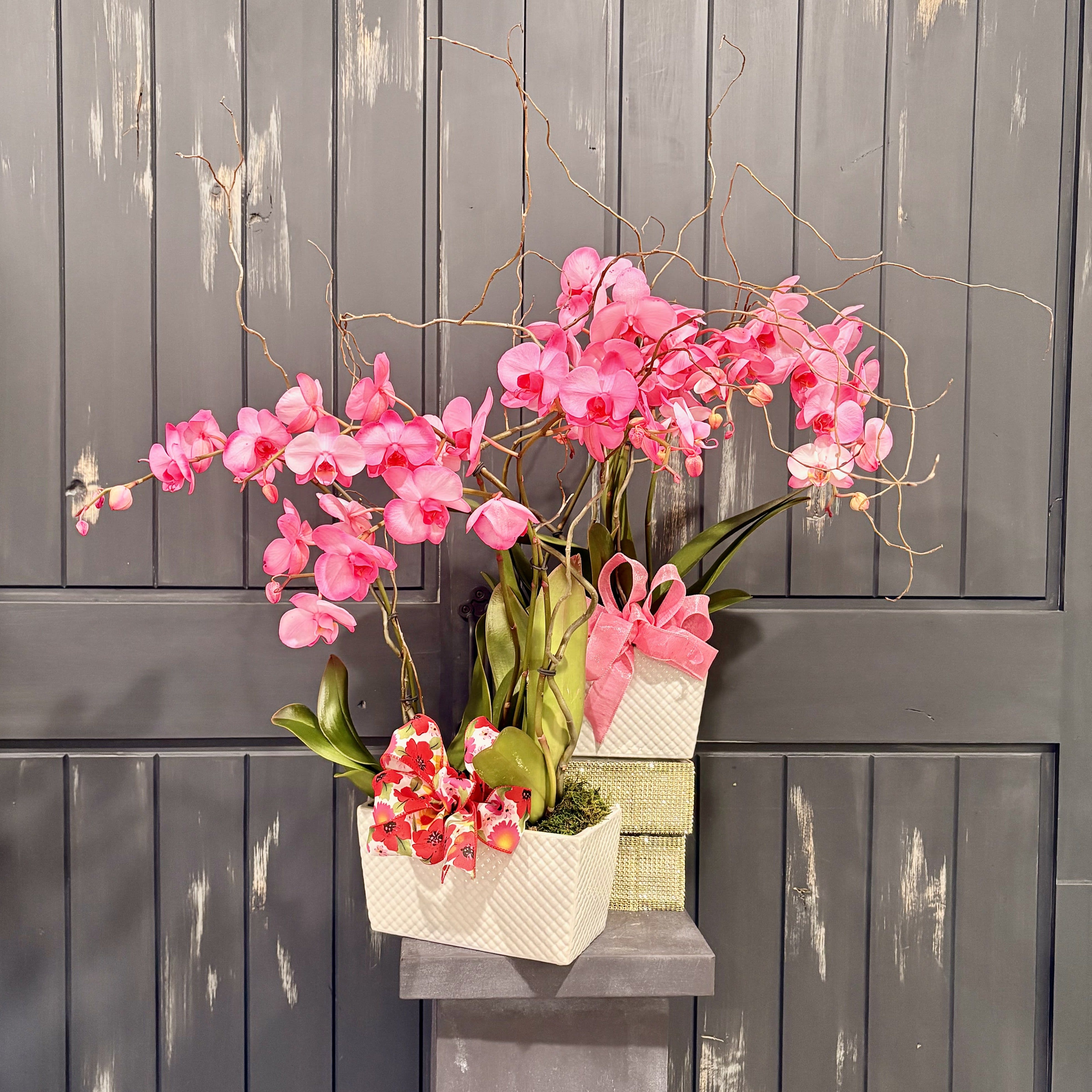 Pink Orchid Blooming Plant