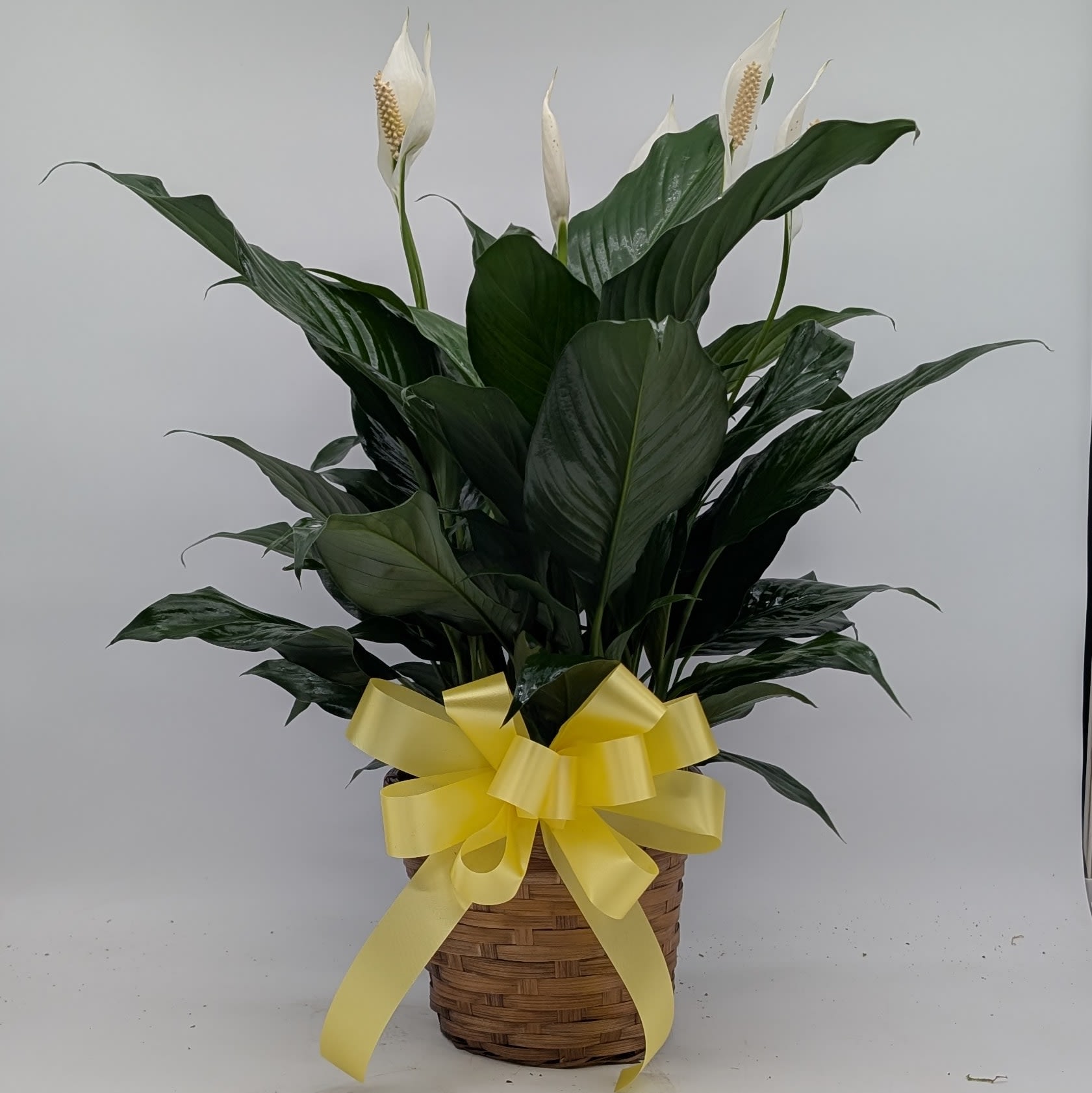 6" Peace Lily