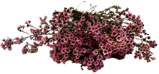 Wax Flower Bundle WR-3 Flower Bouquet