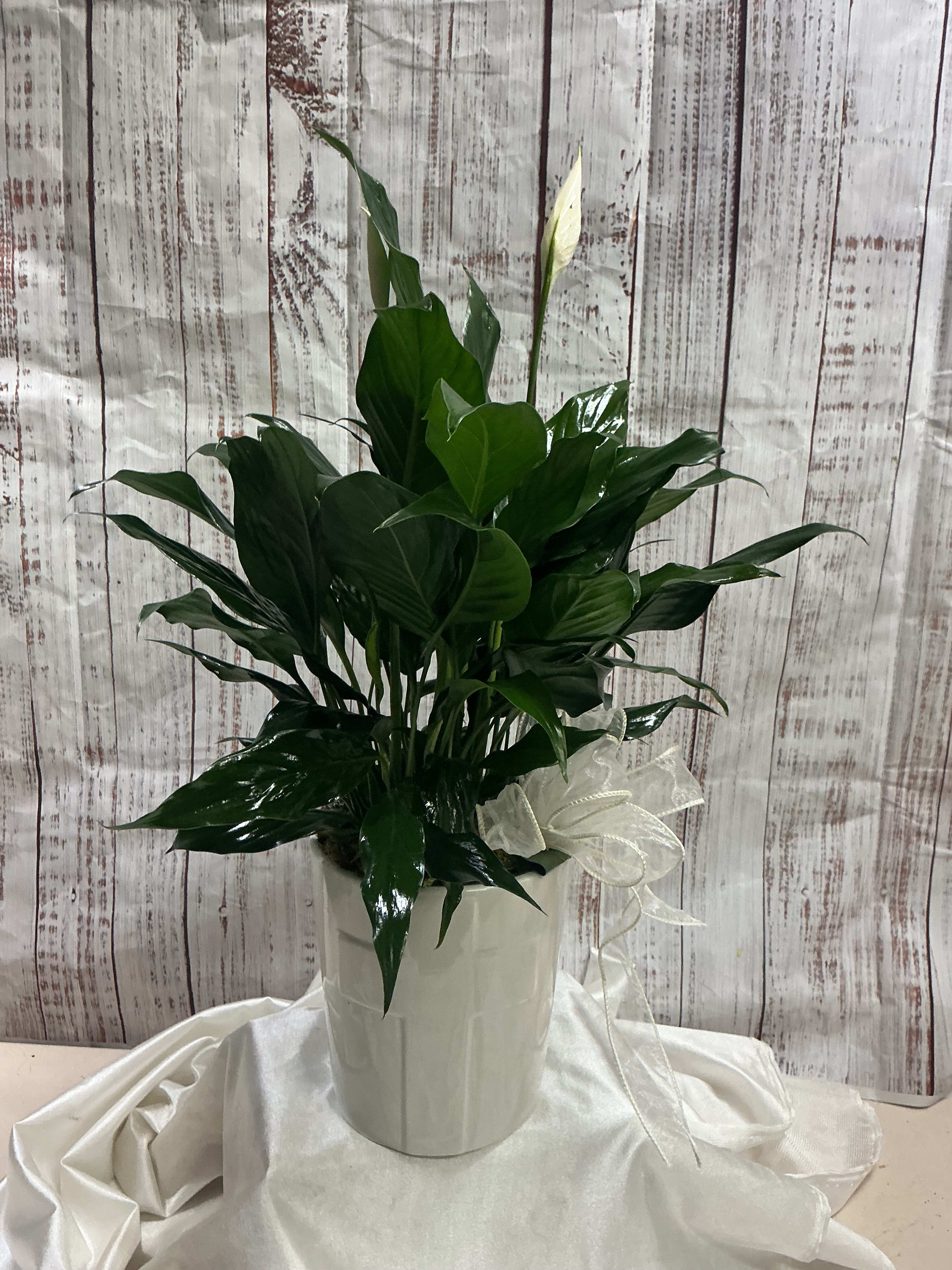 Sympathy Cross Peace Lily
