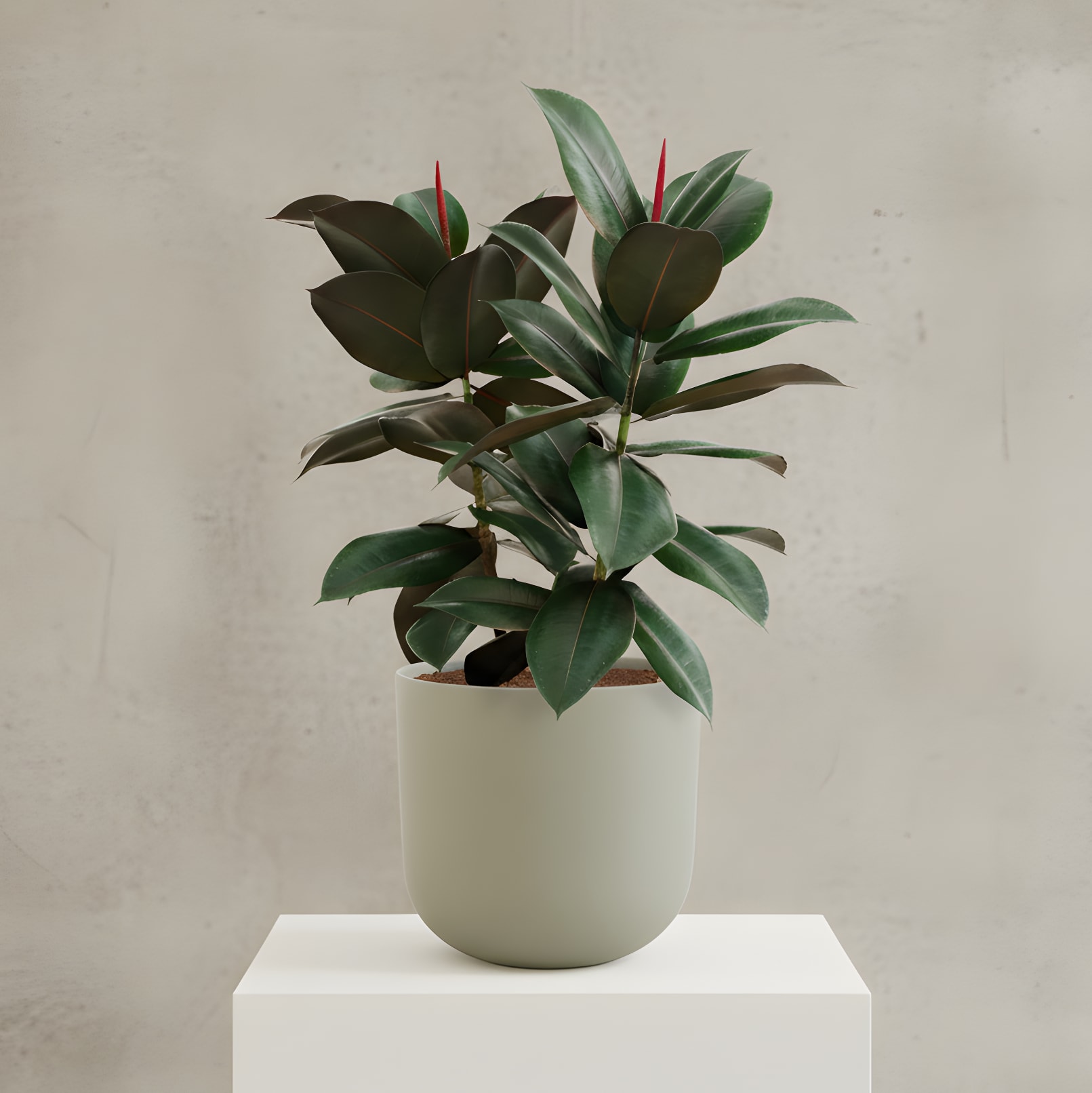 Rubber Tree House Plant