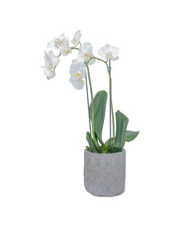 White Elegance Orchid Flower Bouquet