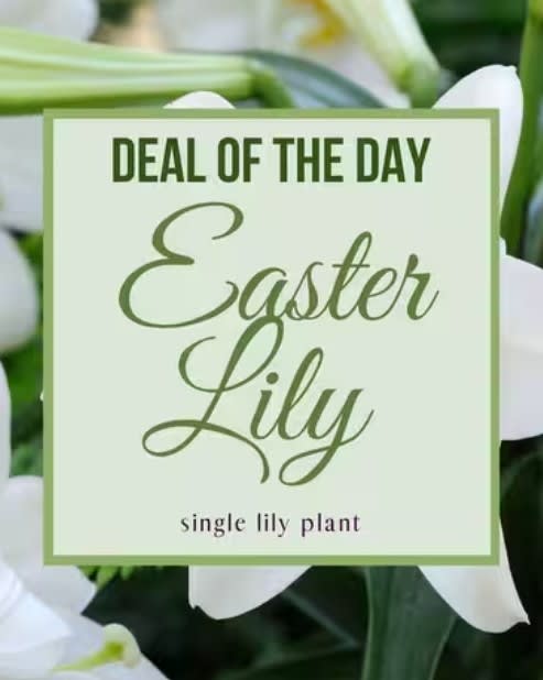 Easter Lily Plant