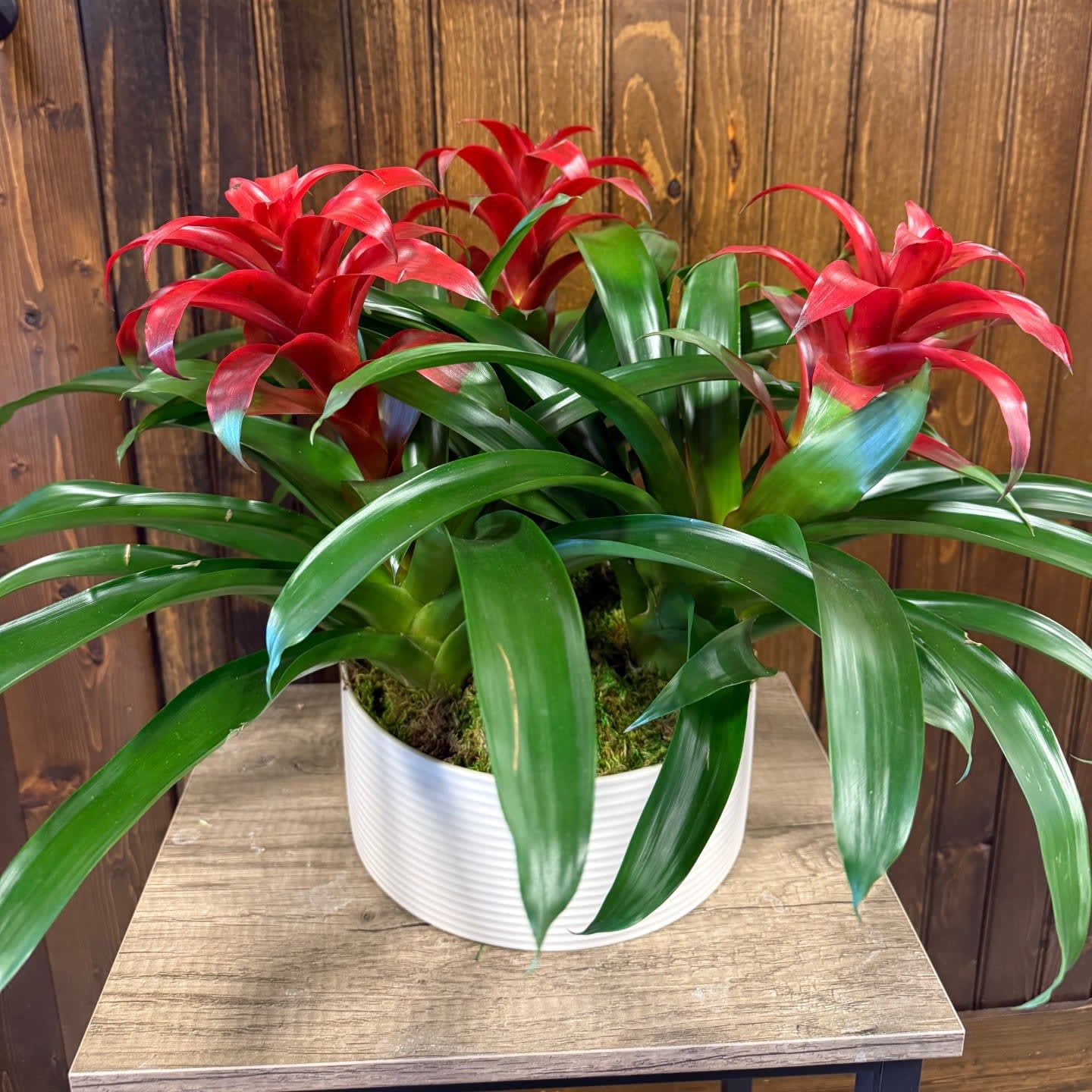 Modern Bromeliad