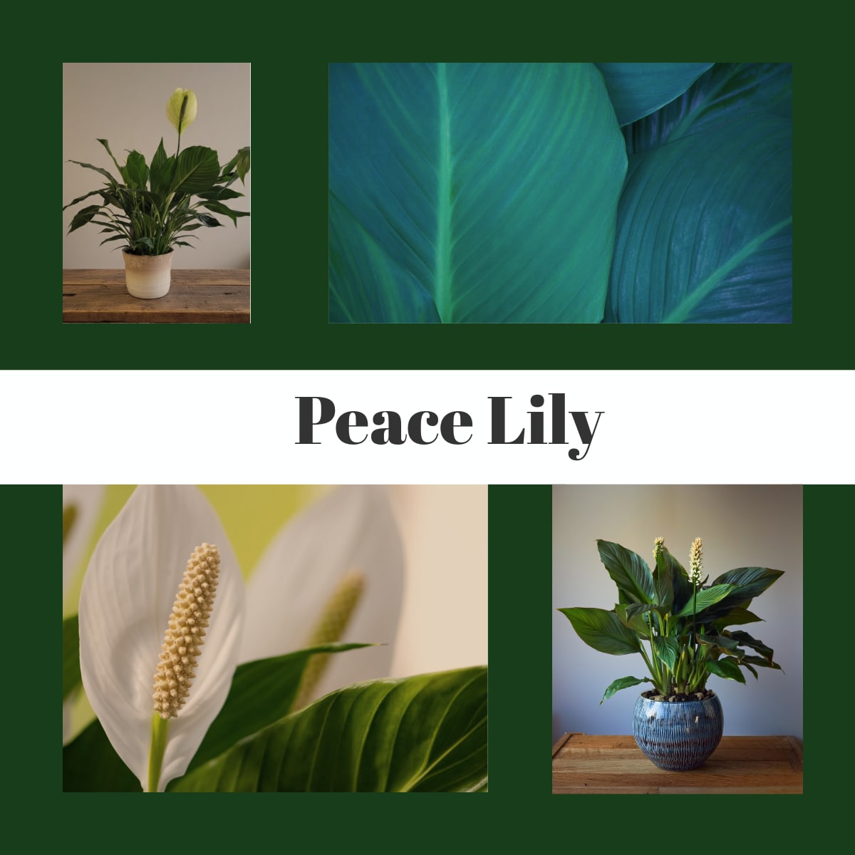 Peace Lily