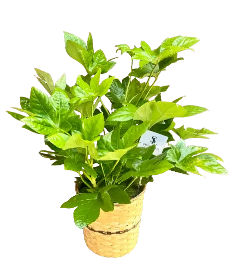 Fatsia Flower Bouquet