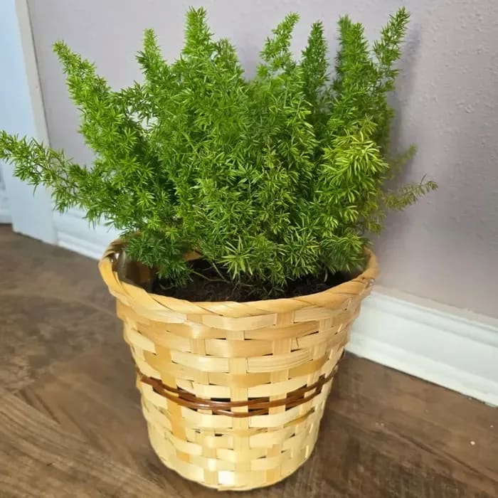 Foxtail Fern Flower Bouquet