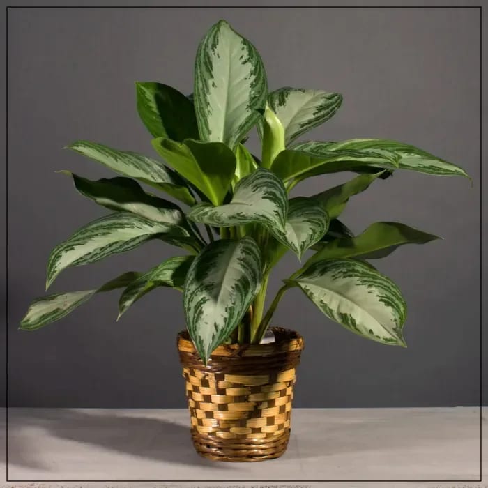 Chinese Evergreen Flower Bouquet