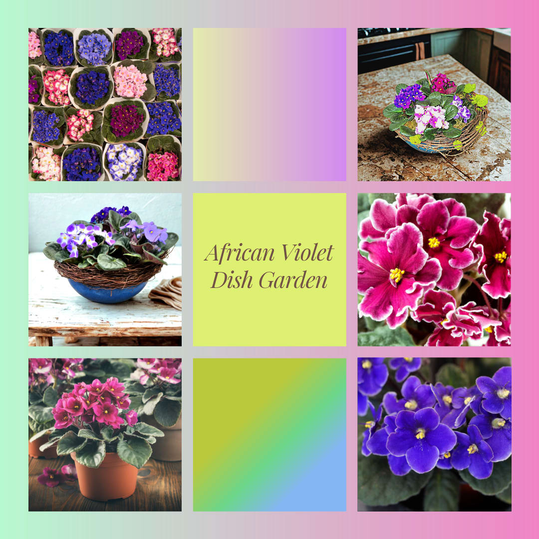 Woodland African Violet Dish Garden