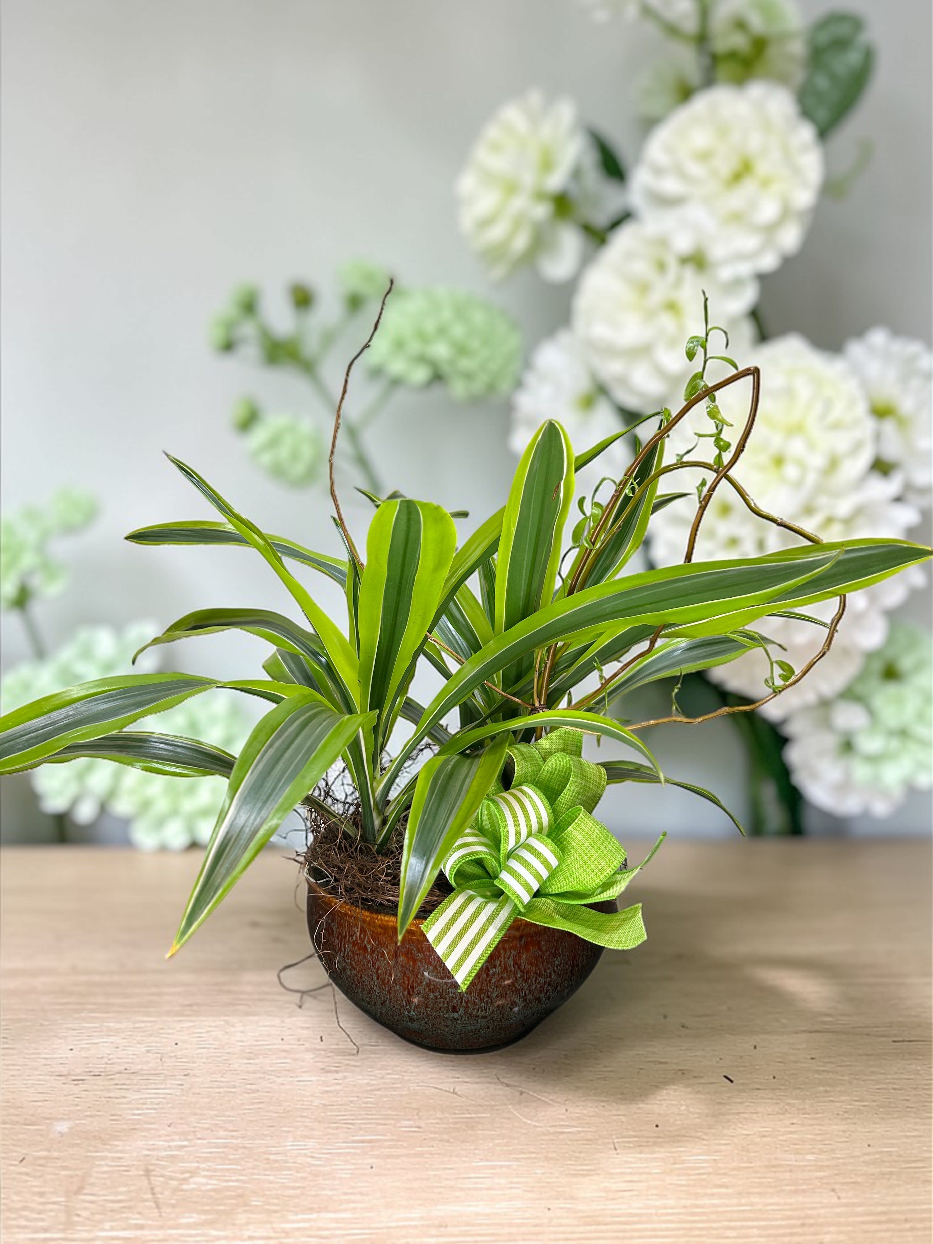 Warneckii Lemon Lime Plant