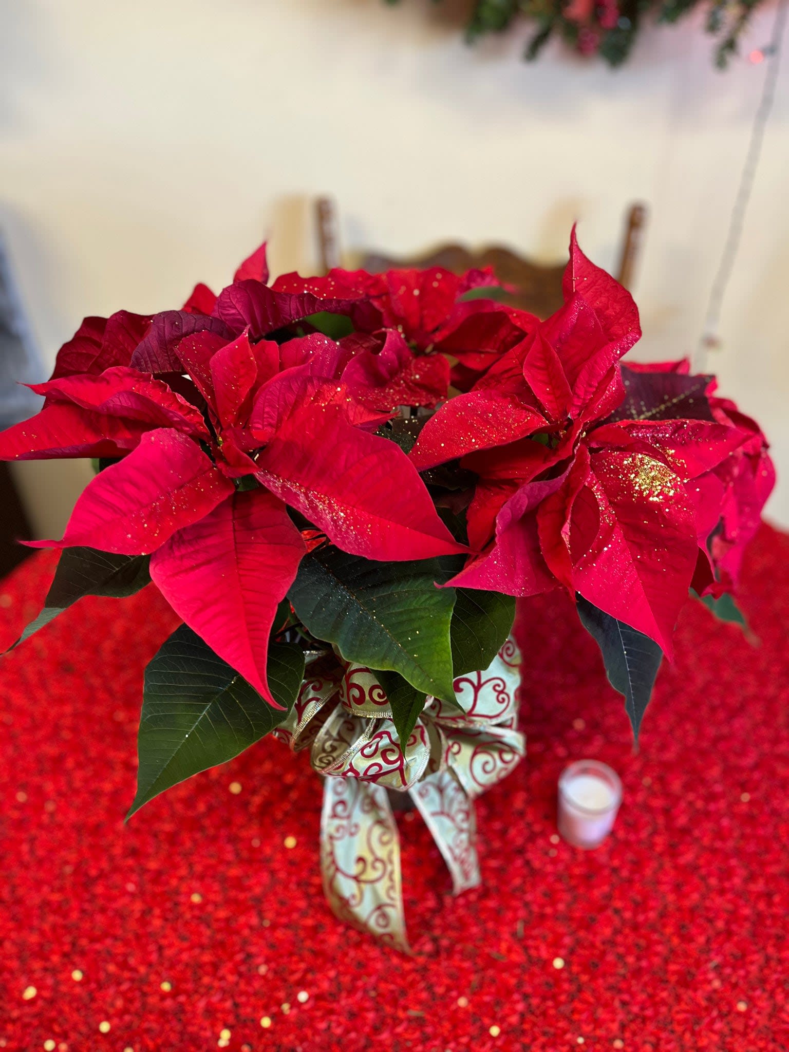 Poinsettia 6 inch Dressed