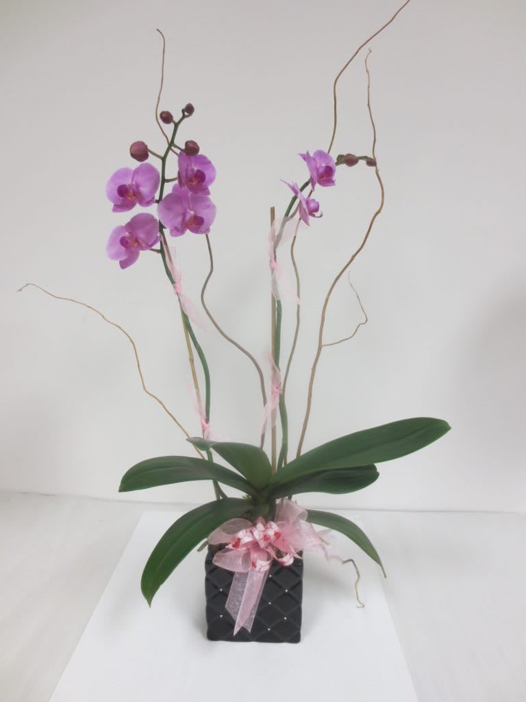 Orchid Plants $100 Flower Bouquet