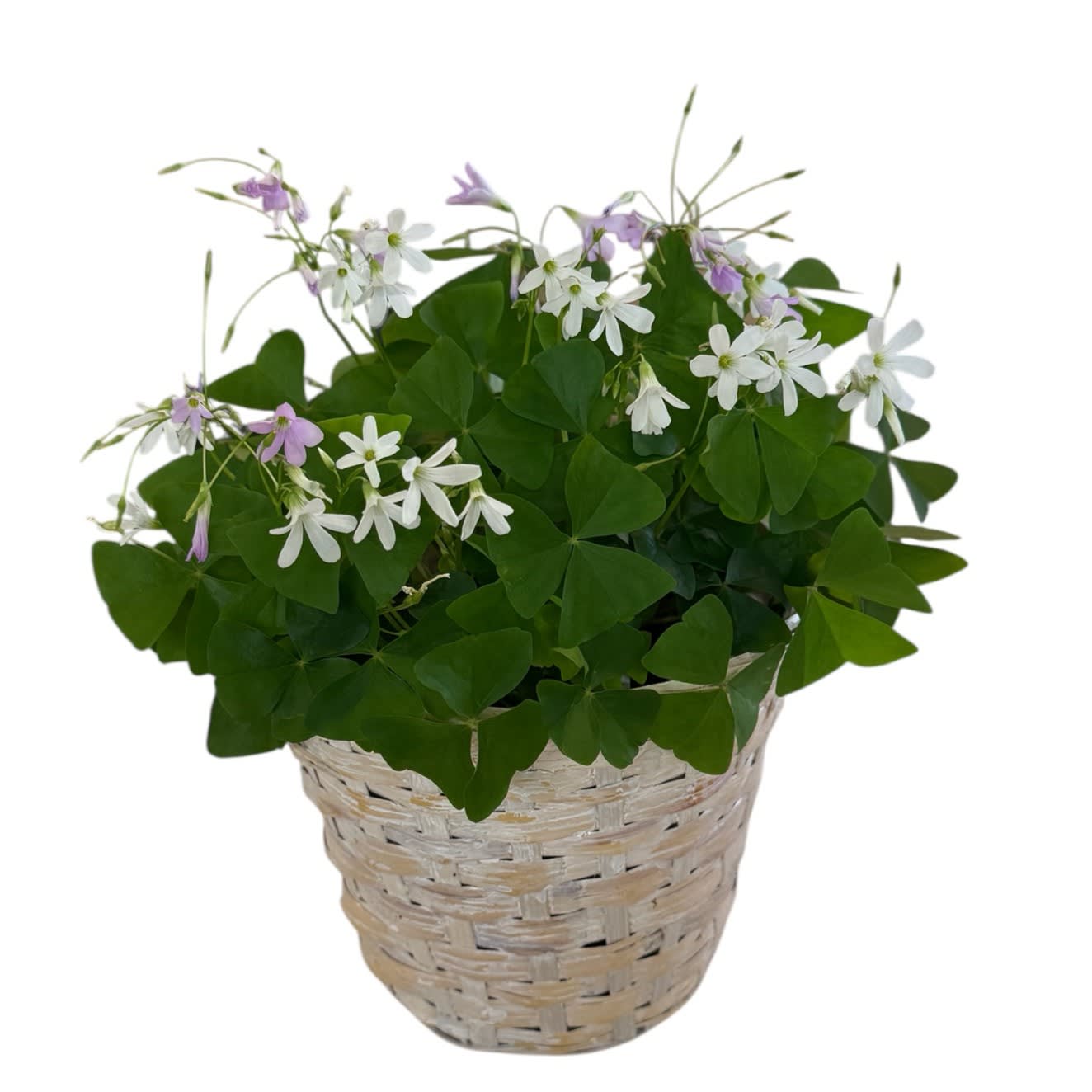 Shamrock Plant