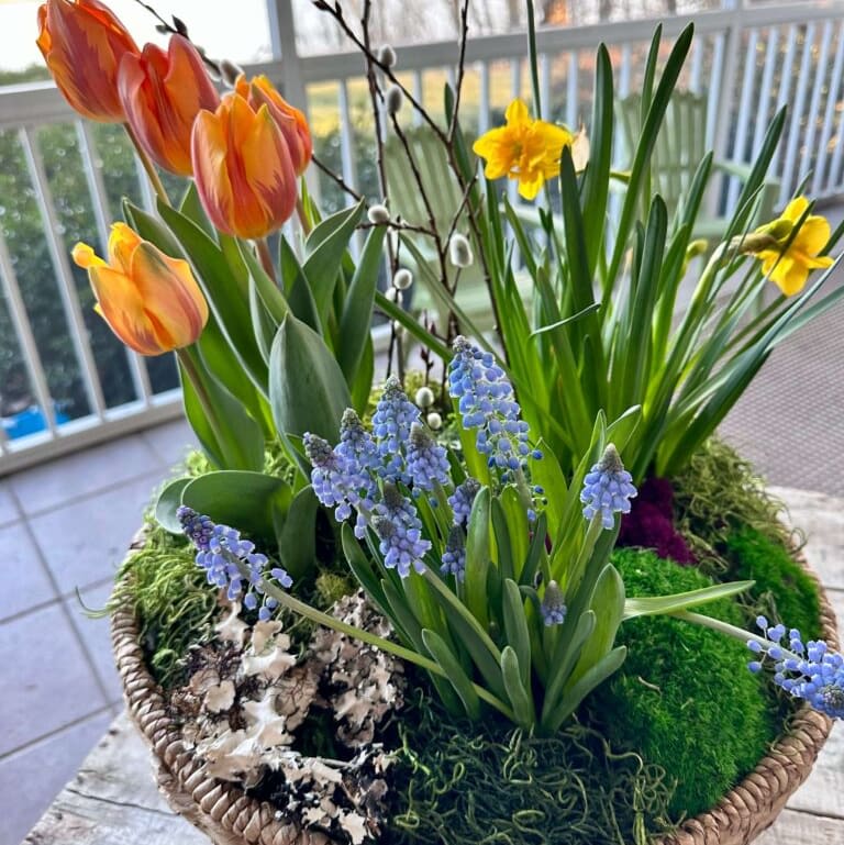 Watch Me Bloom Bulb Garden