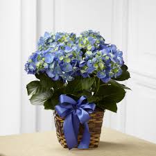 Blue Hydrangea Plant Flower Bouquet