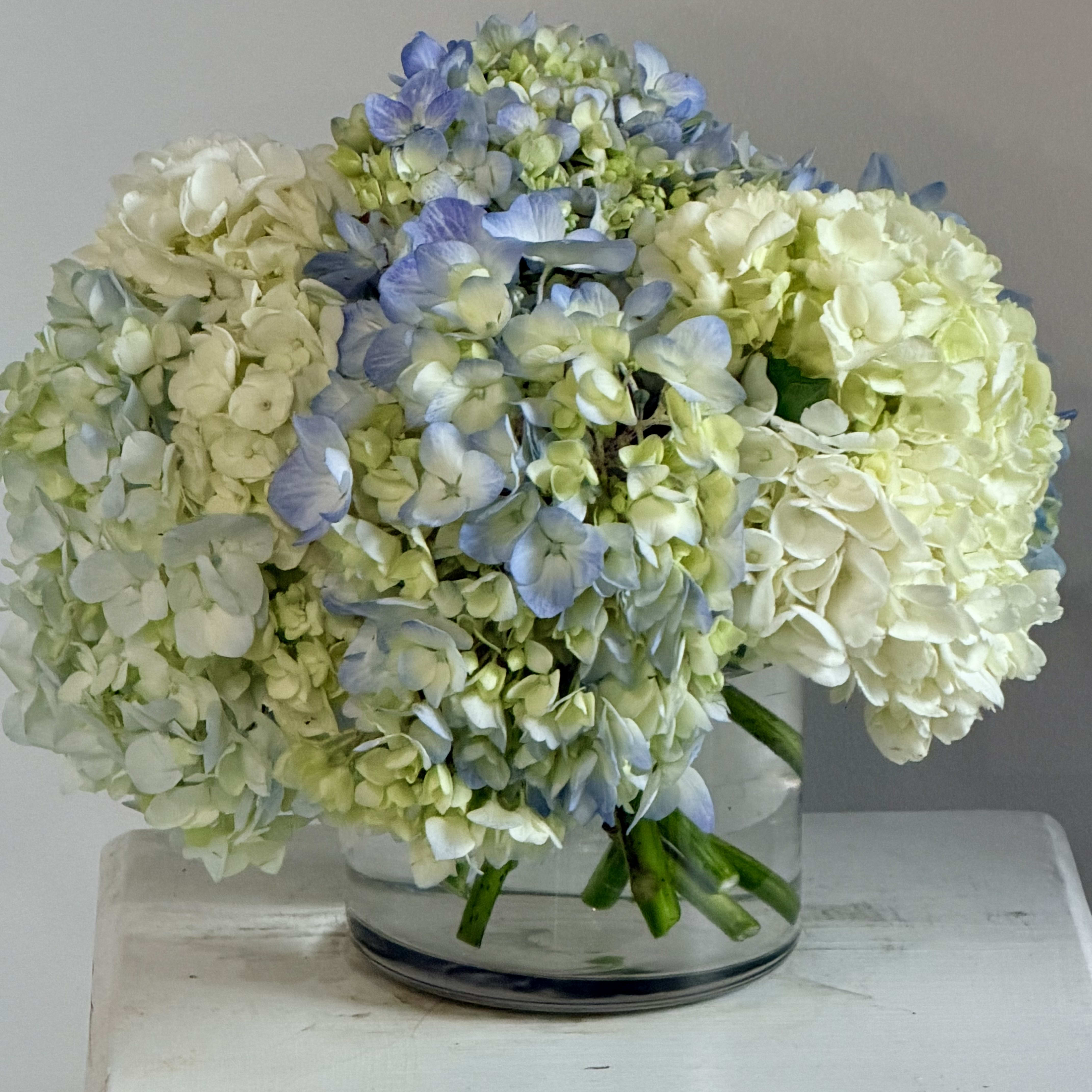Classic Hydrangea