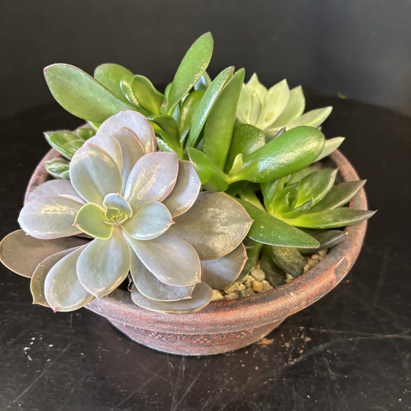 Succulent Dish