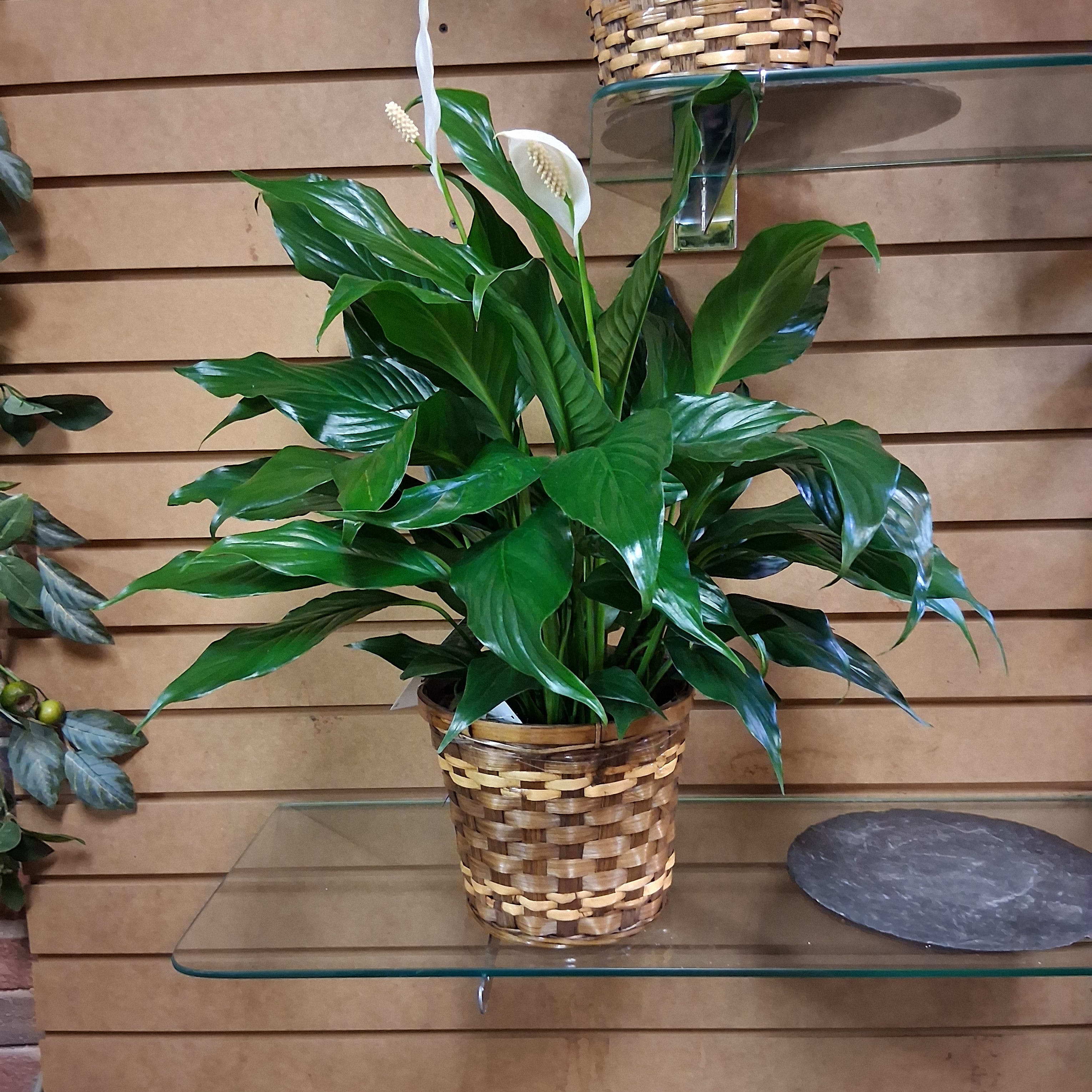 Peace Lily Plant 6" pot Flower Bouquet