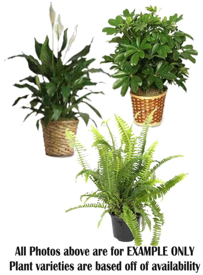 Large Plant 8" Flower Bouquet