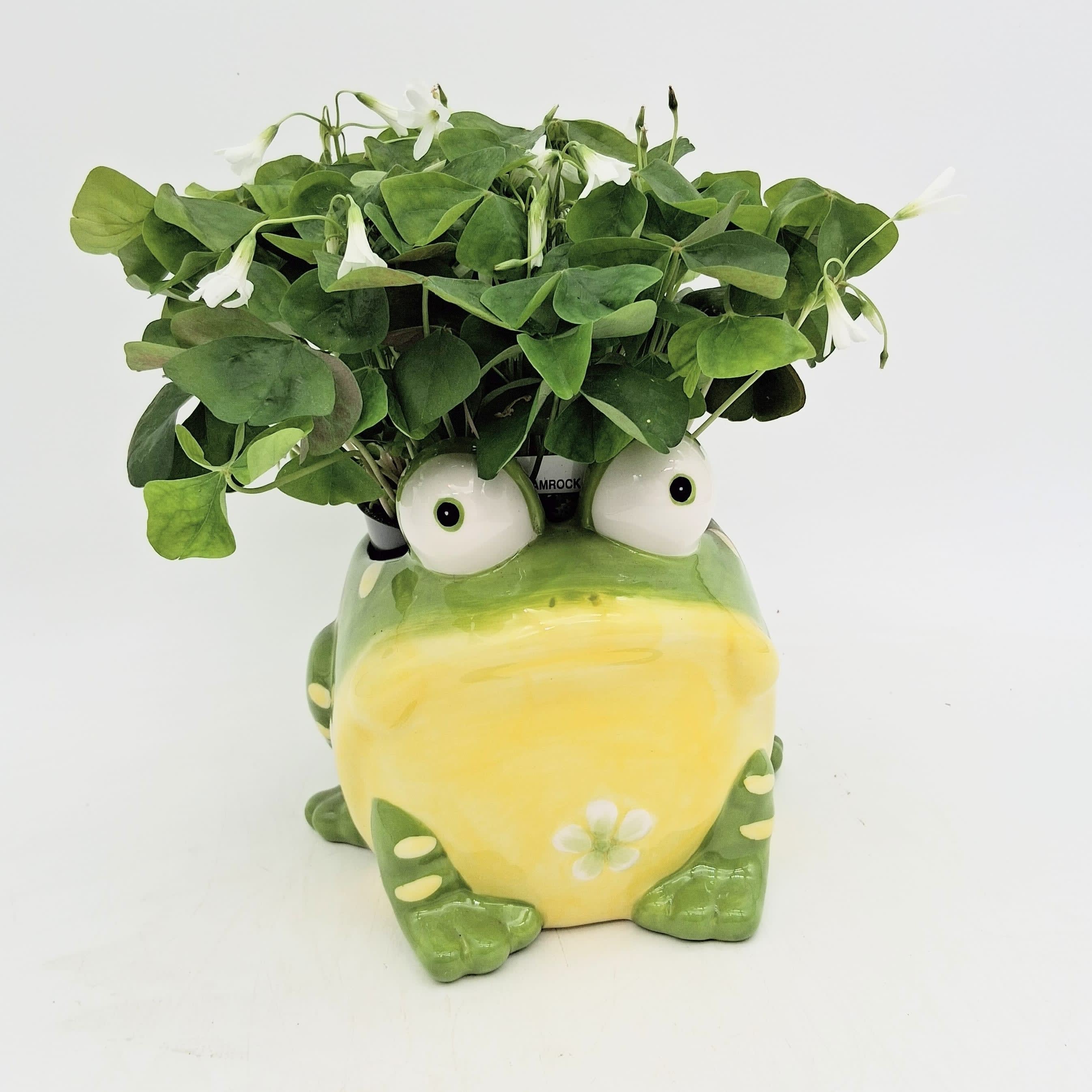 Lucky Green Clover Flower Bouquet