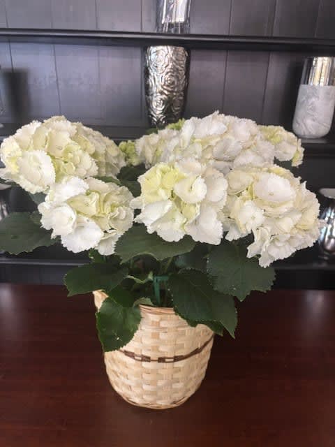 Hydrangea 8"