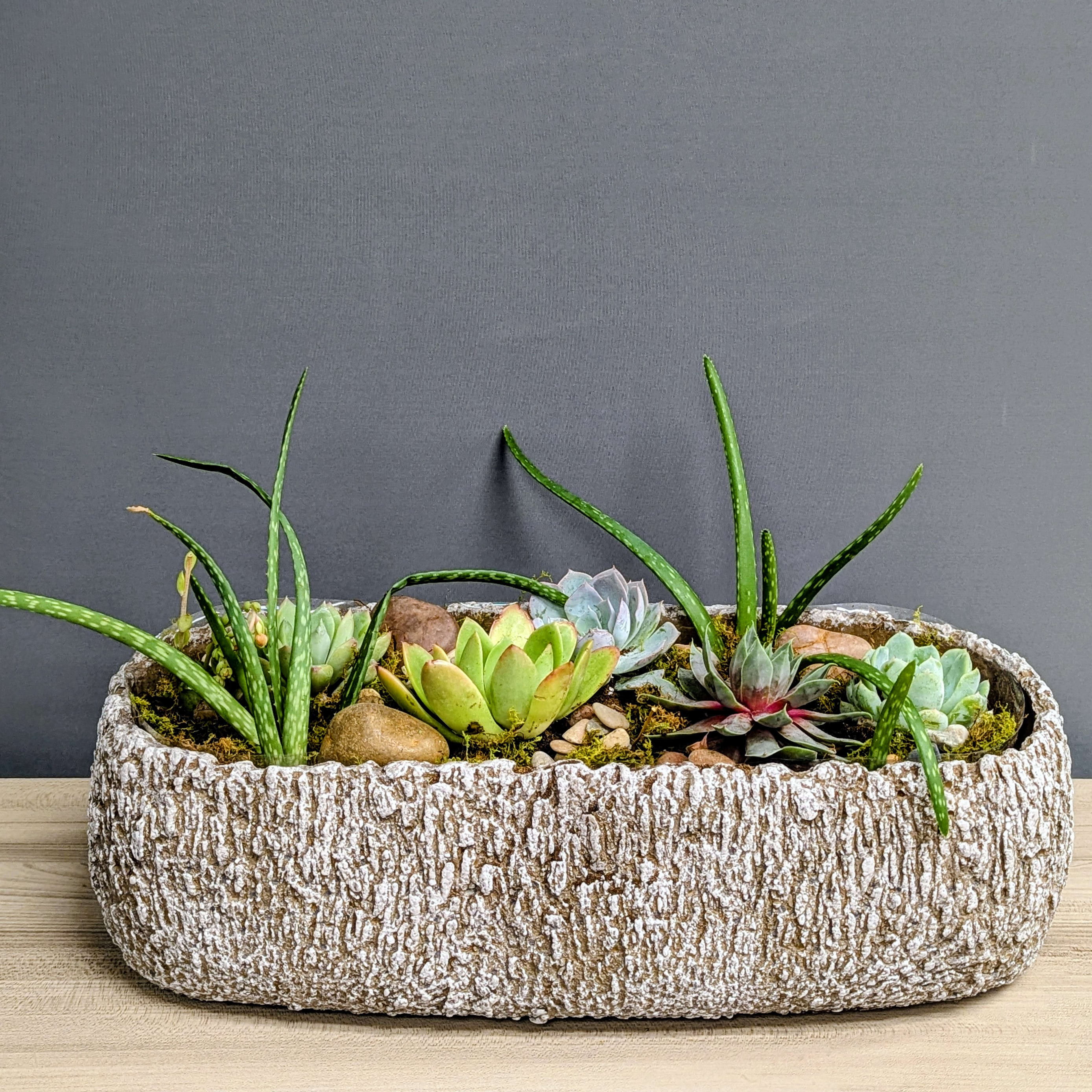 Garden of Succulents - 24hr notice Flower Bouquet