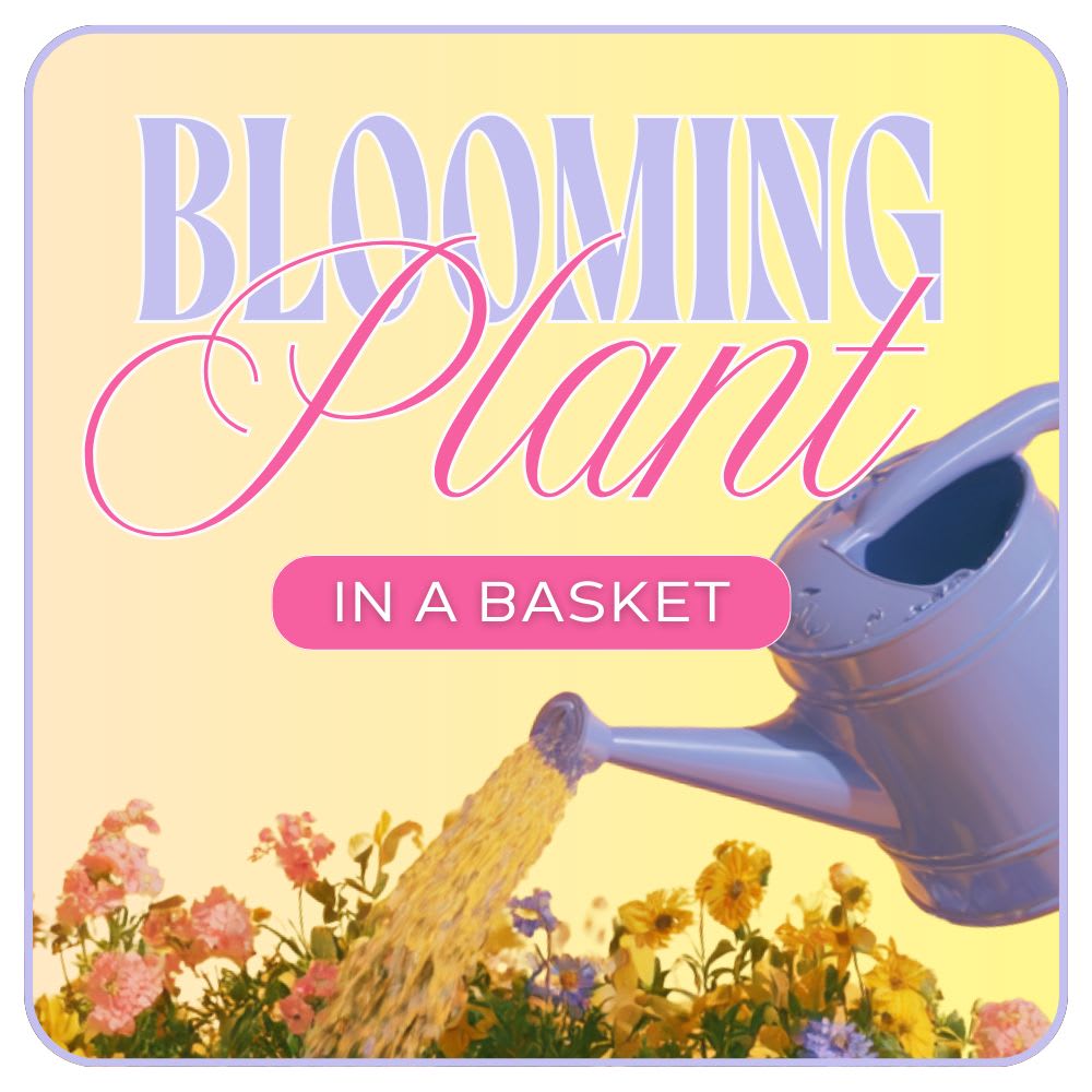 Florist's Choice of Blooming Plant