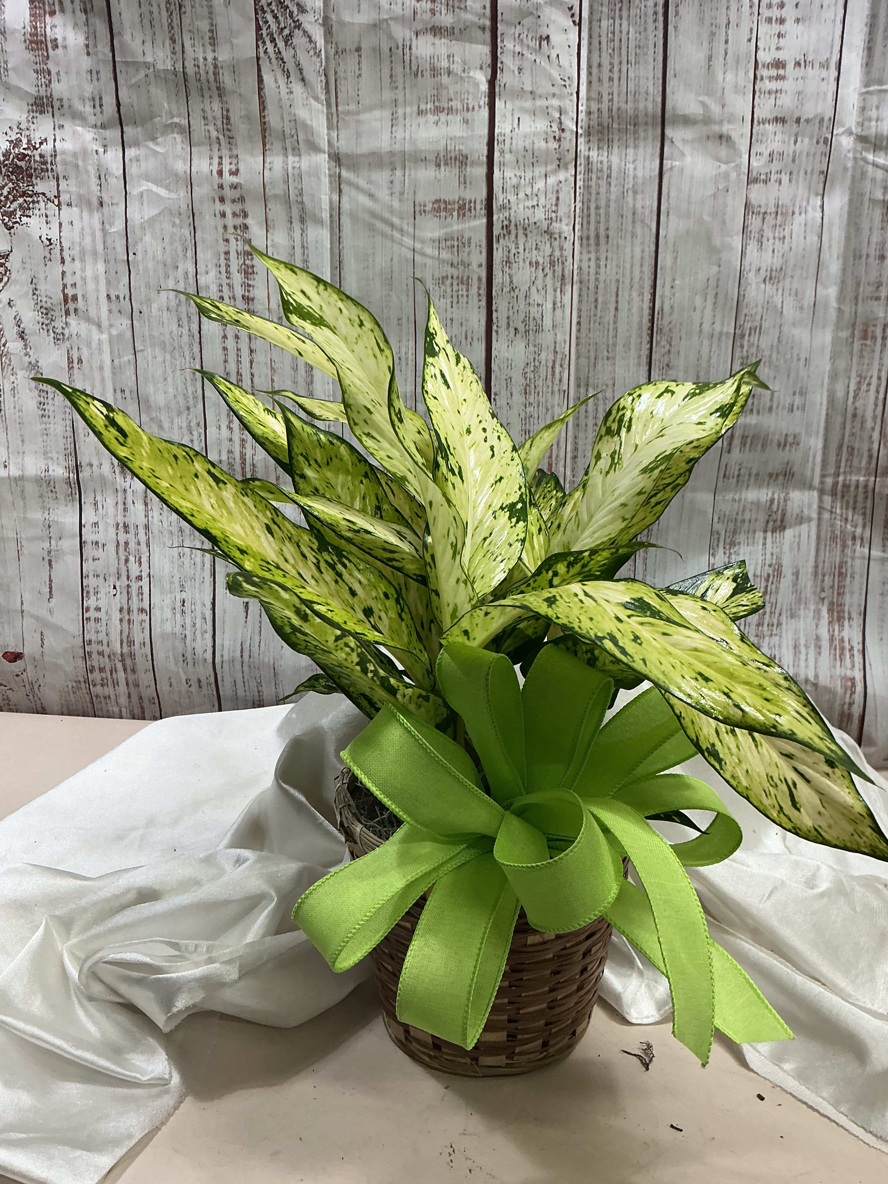 Dieffenbachia Star Bright