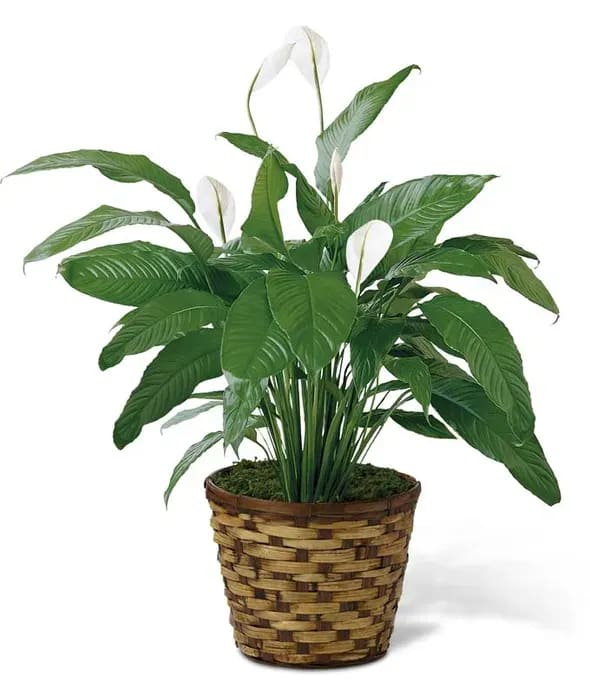 6" Peace Lily