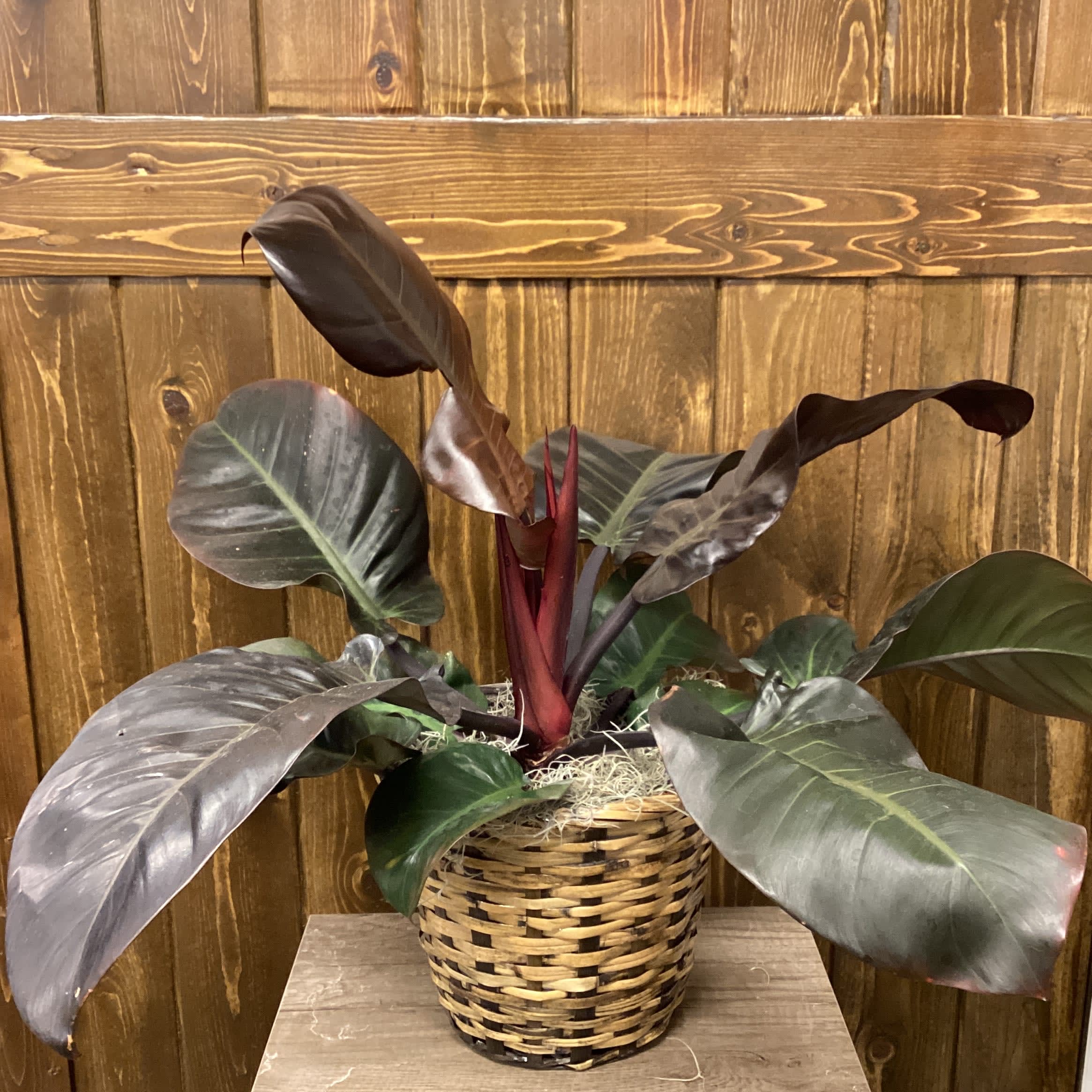 8" Black Cardinal Philodendron