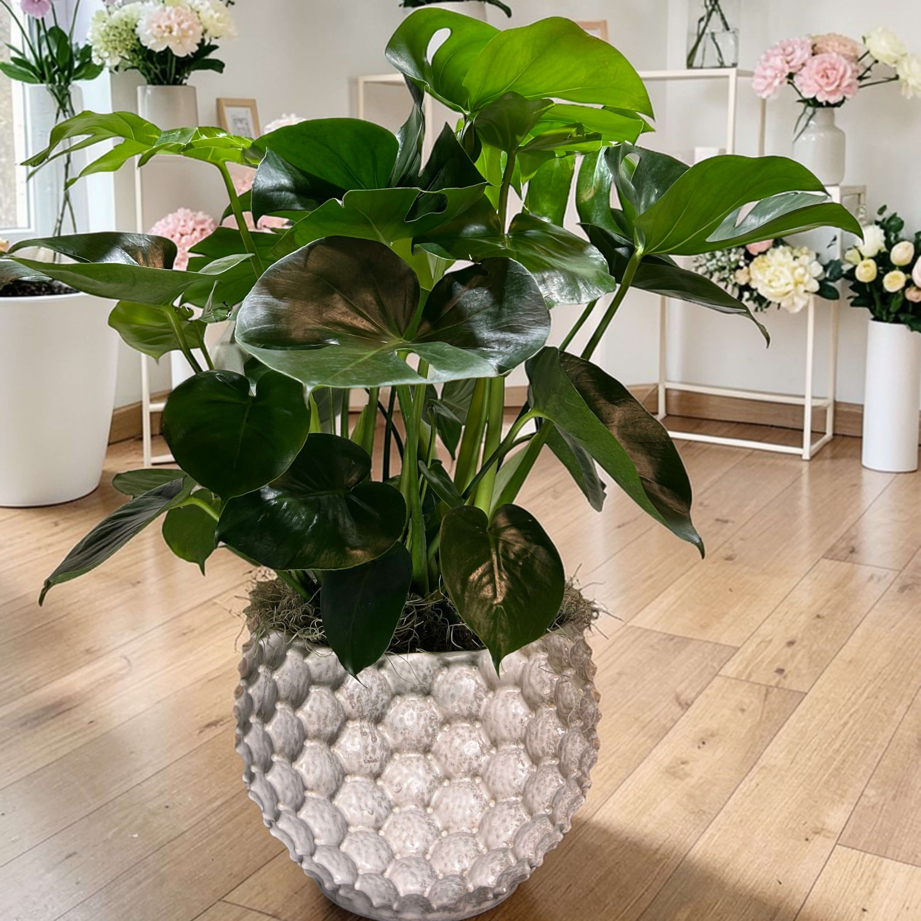 Split Leaf Philodendron/Monstera