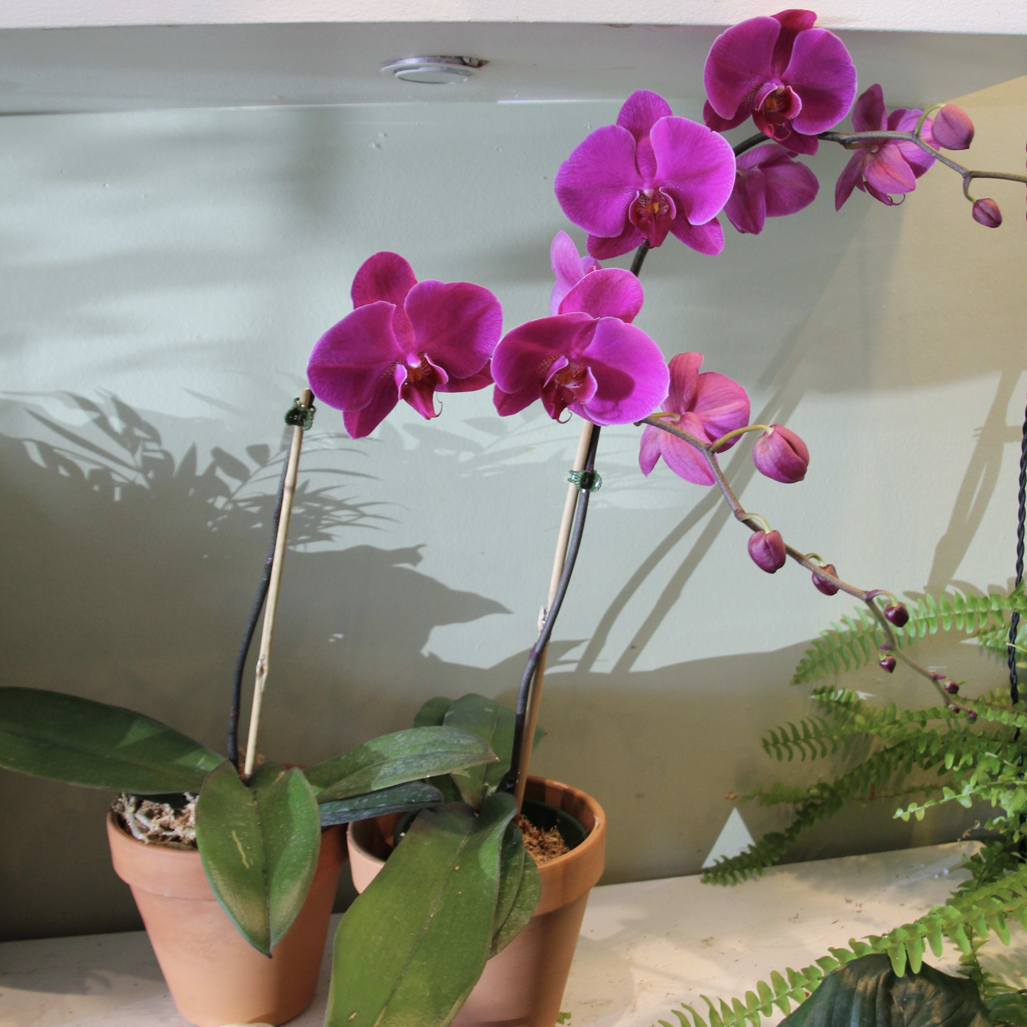 Fuschia Orchid Flower Bouquet