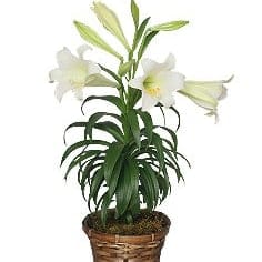 Easter Lily Plant Flower Bouquet