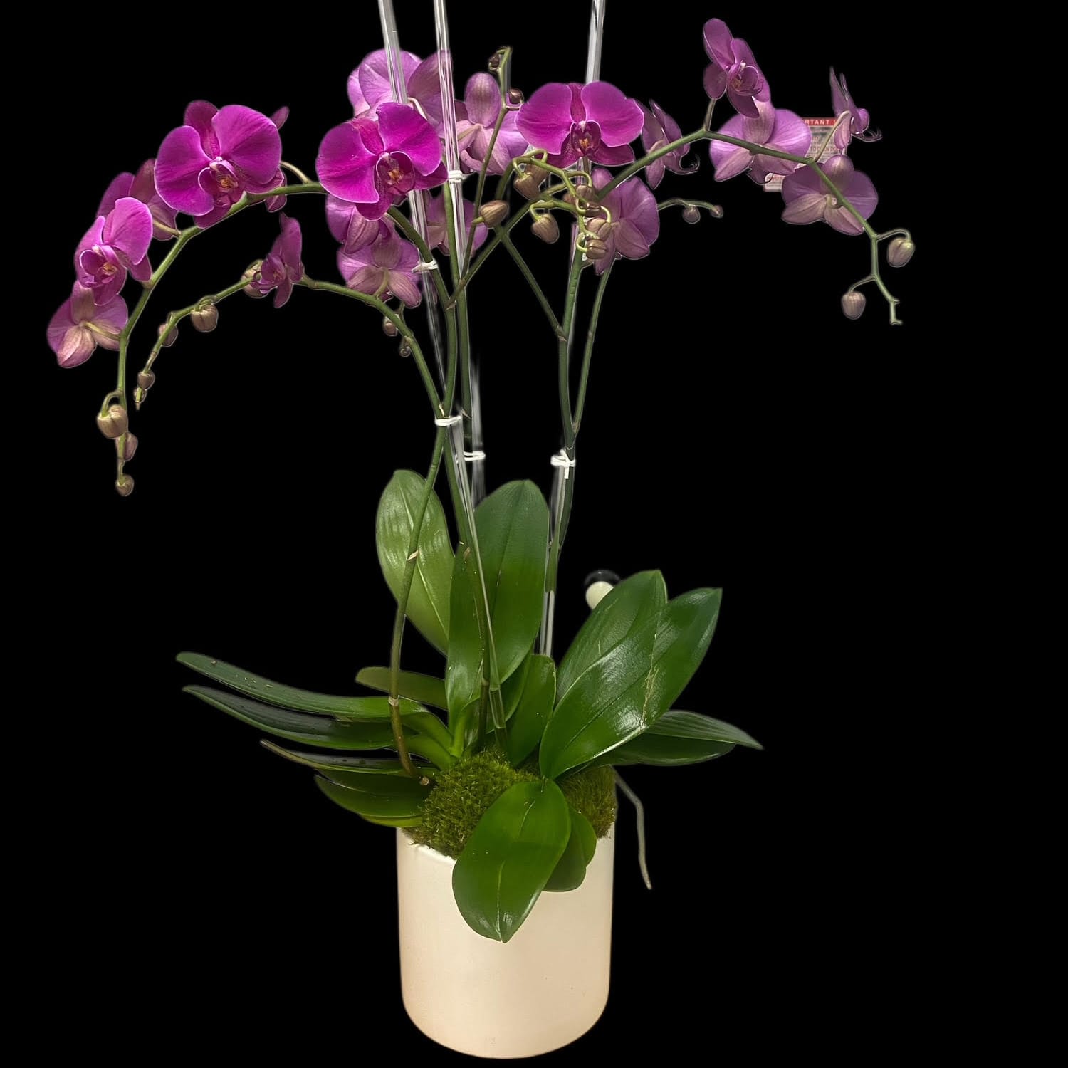 Pink Triple Orchid Planter