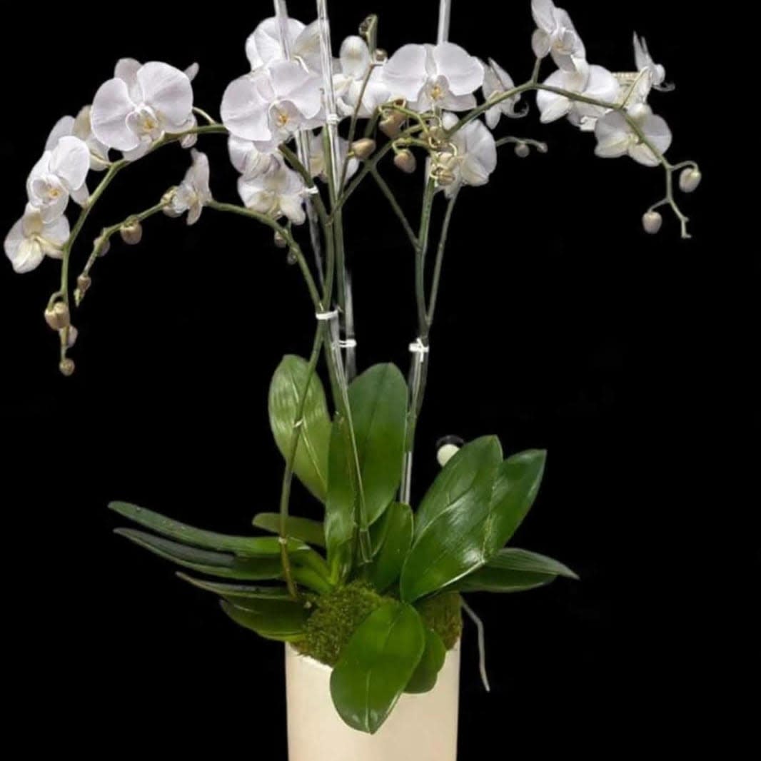 White Triple Orchid Planter
